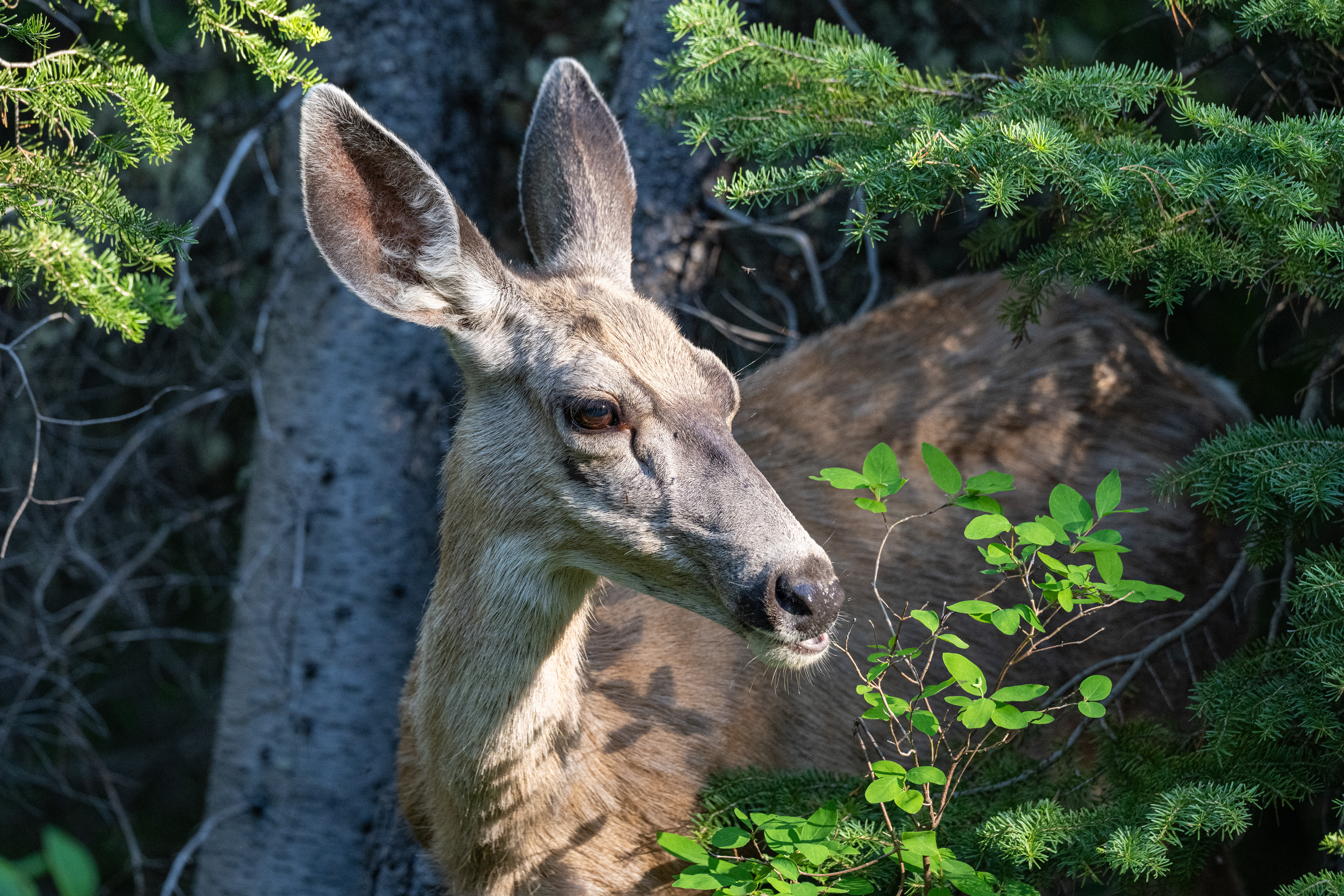 Mule Deer, Grand Tetons National Park, WY, USA.