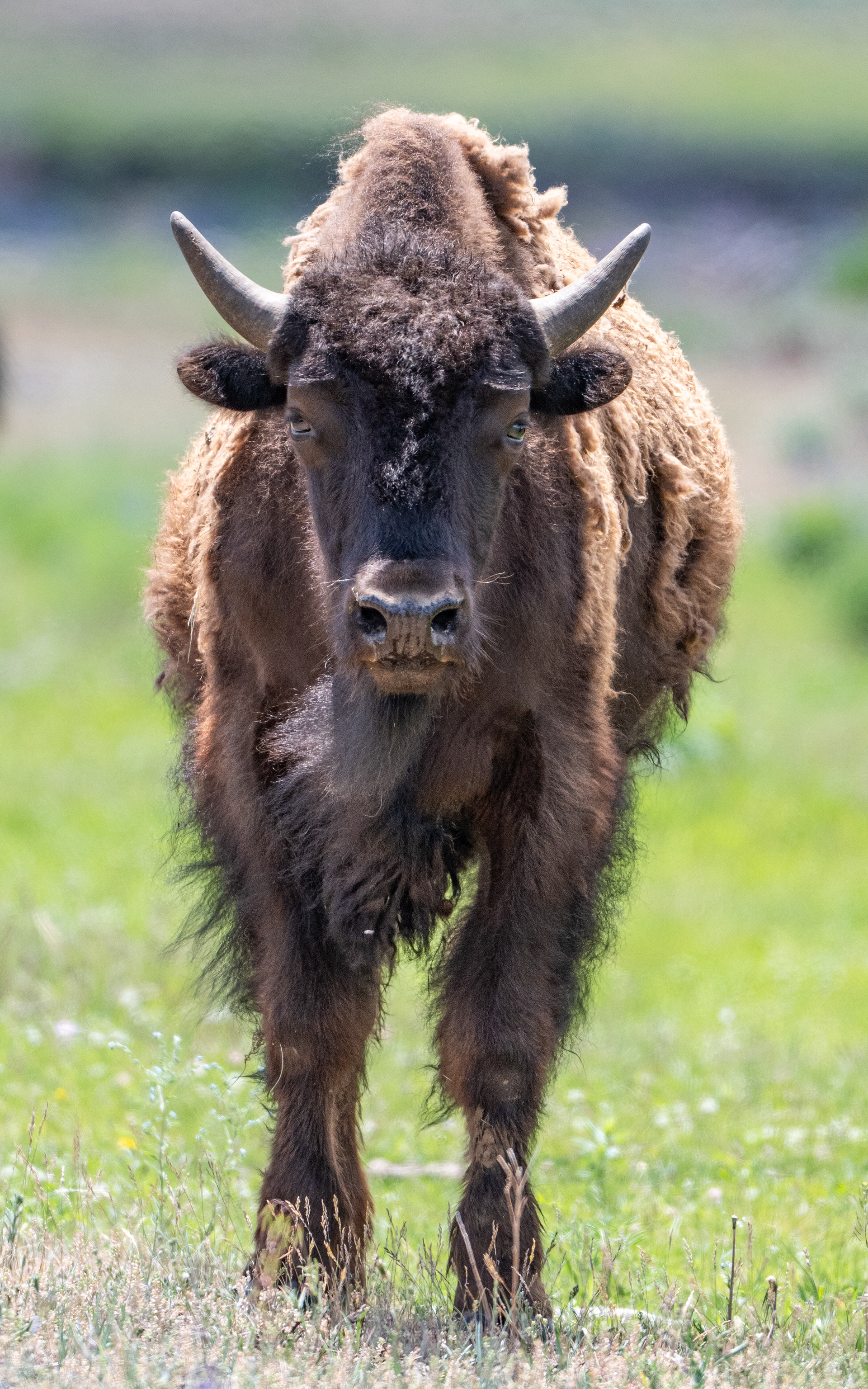 American Bison juvenile, Yellowstone National Park, WY, USA.