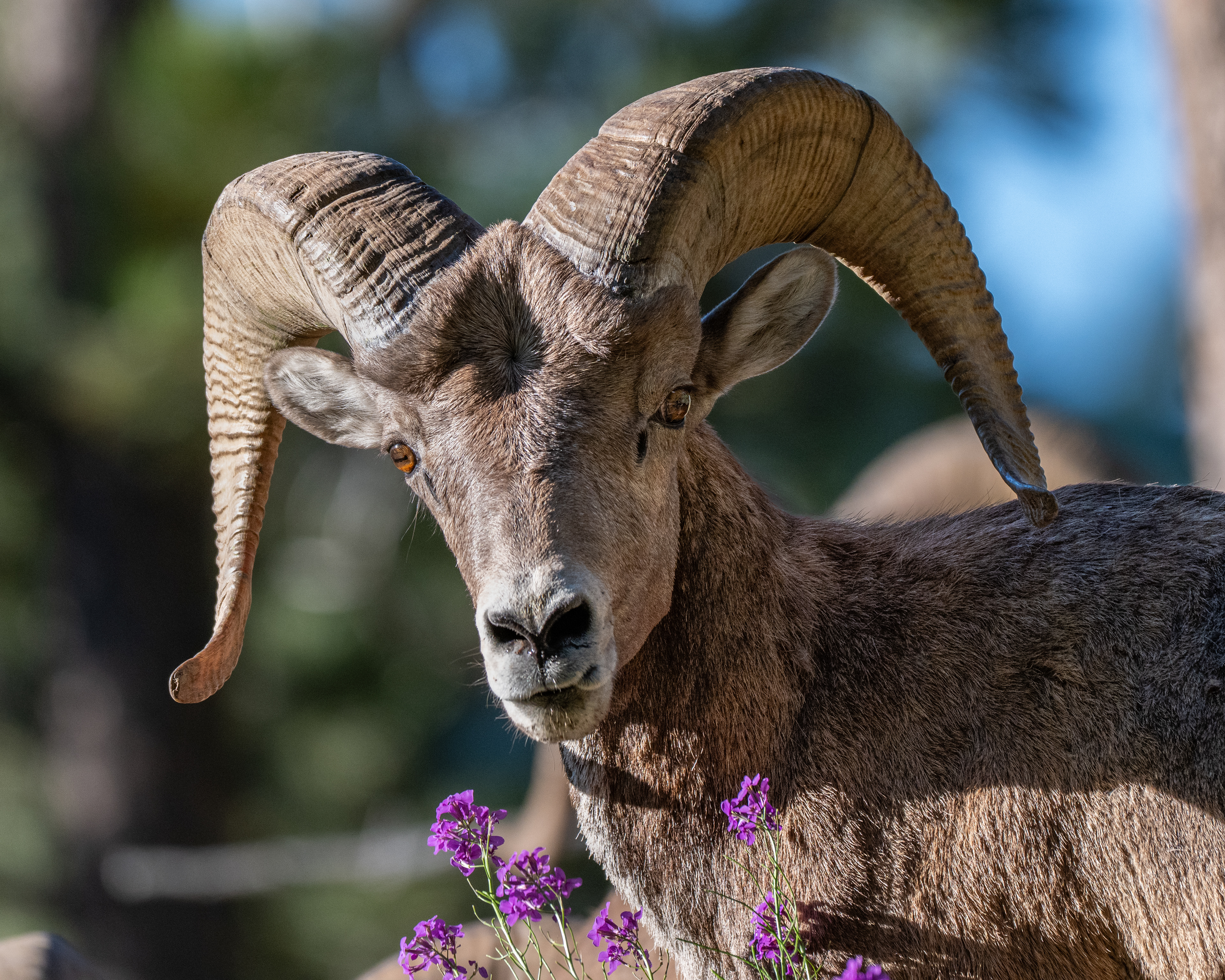 Bighorn Sheep (Ram), SD, USA.