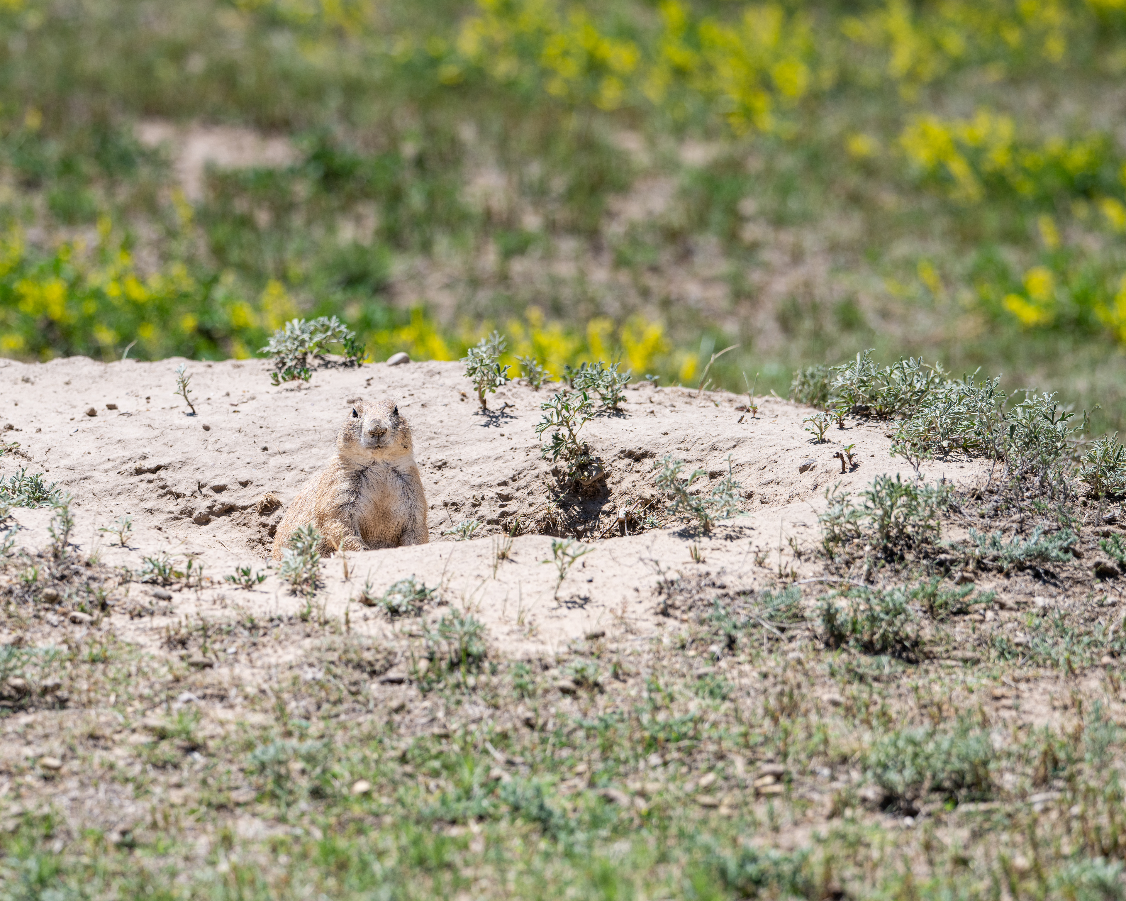 Black-tailed Prairie Dog, Devils Tower National Monument, WY, USA.