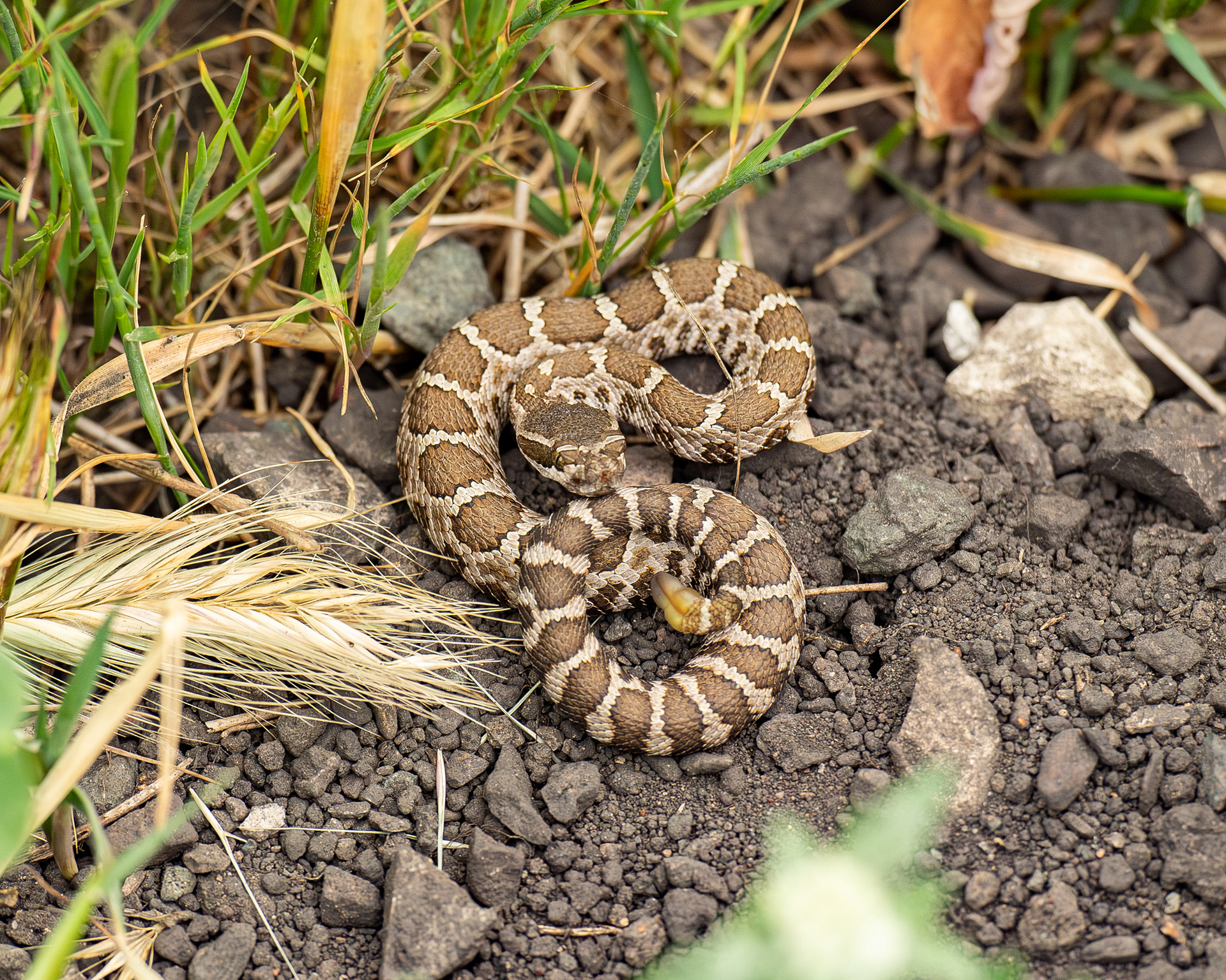 Western Rattlesnake, Morro Bay, California, USA.