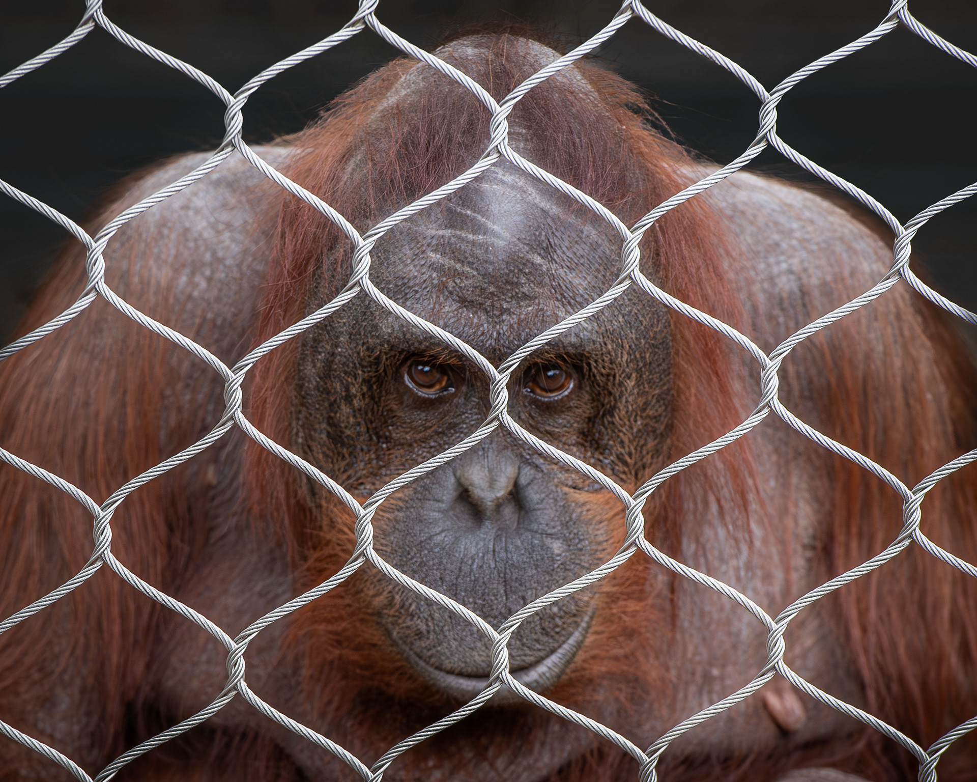 Orangutan, LA Zoo.