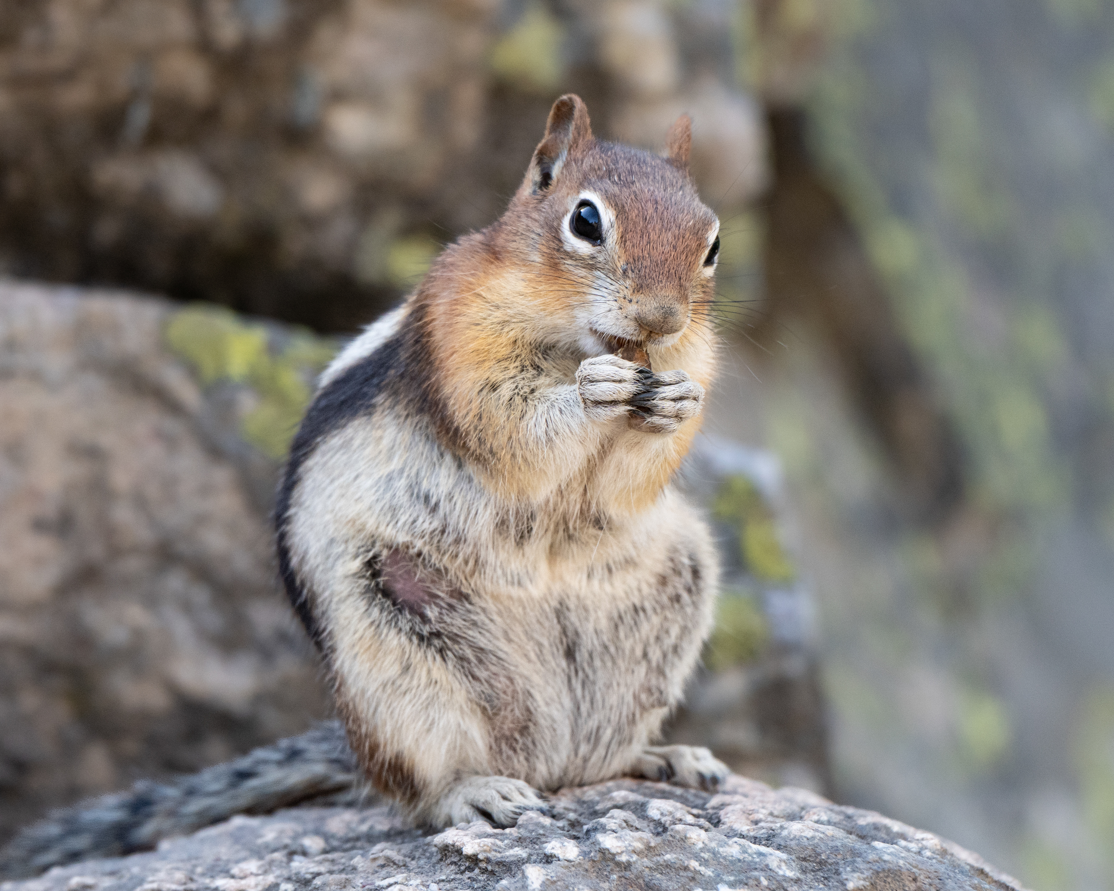 Golden Mantled Ground Squirrel, Grand Tetons National Park, WY, USA.
