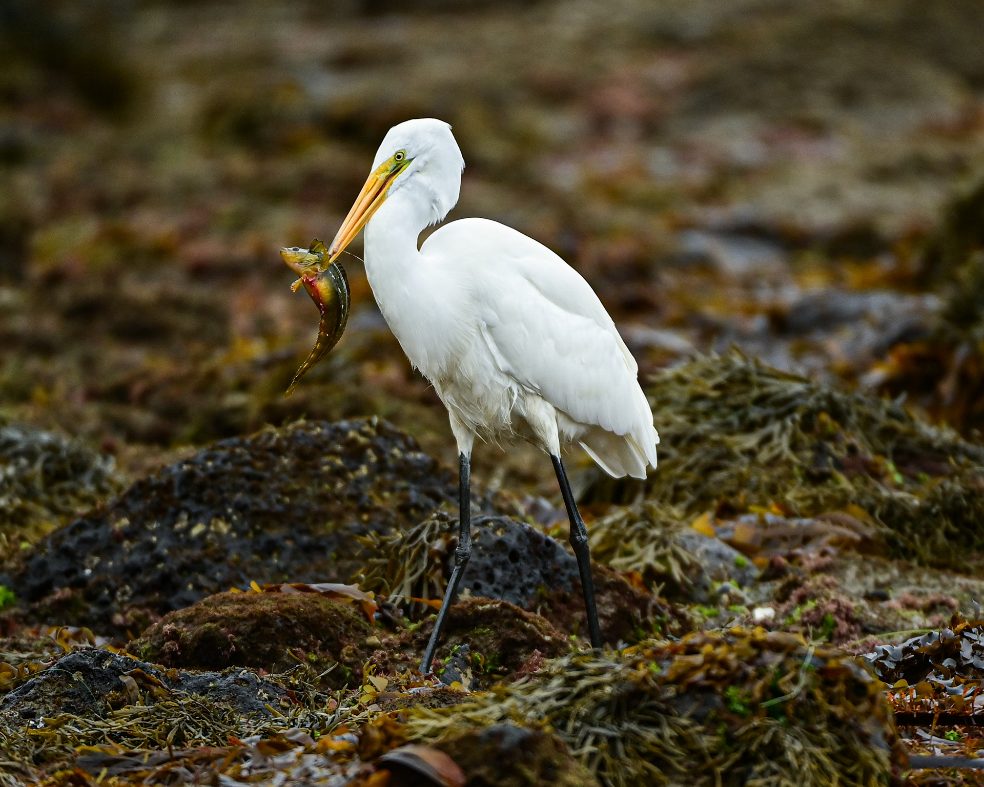 Great Egret, Malibu, California, USA.