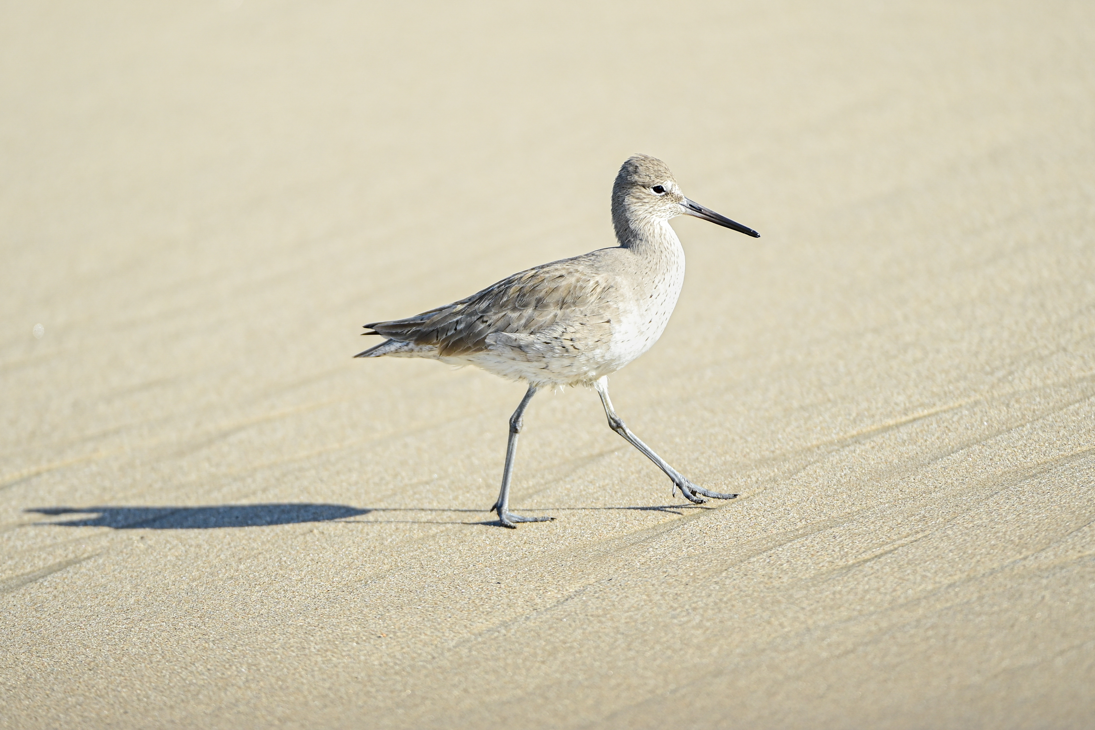 Willet, CA, USA.