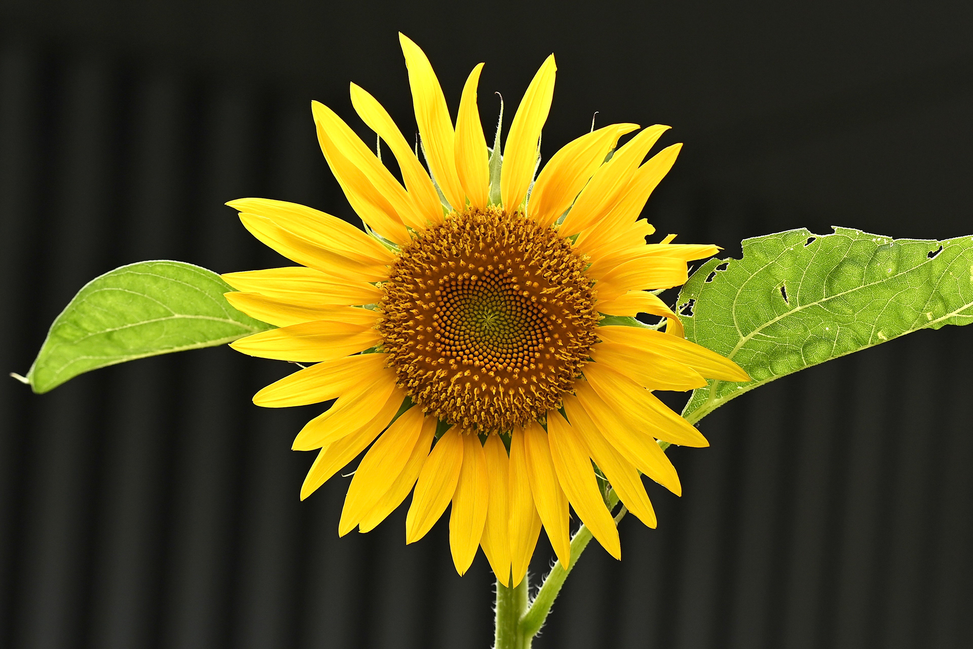 Sunflower, Tokyo, Japan.