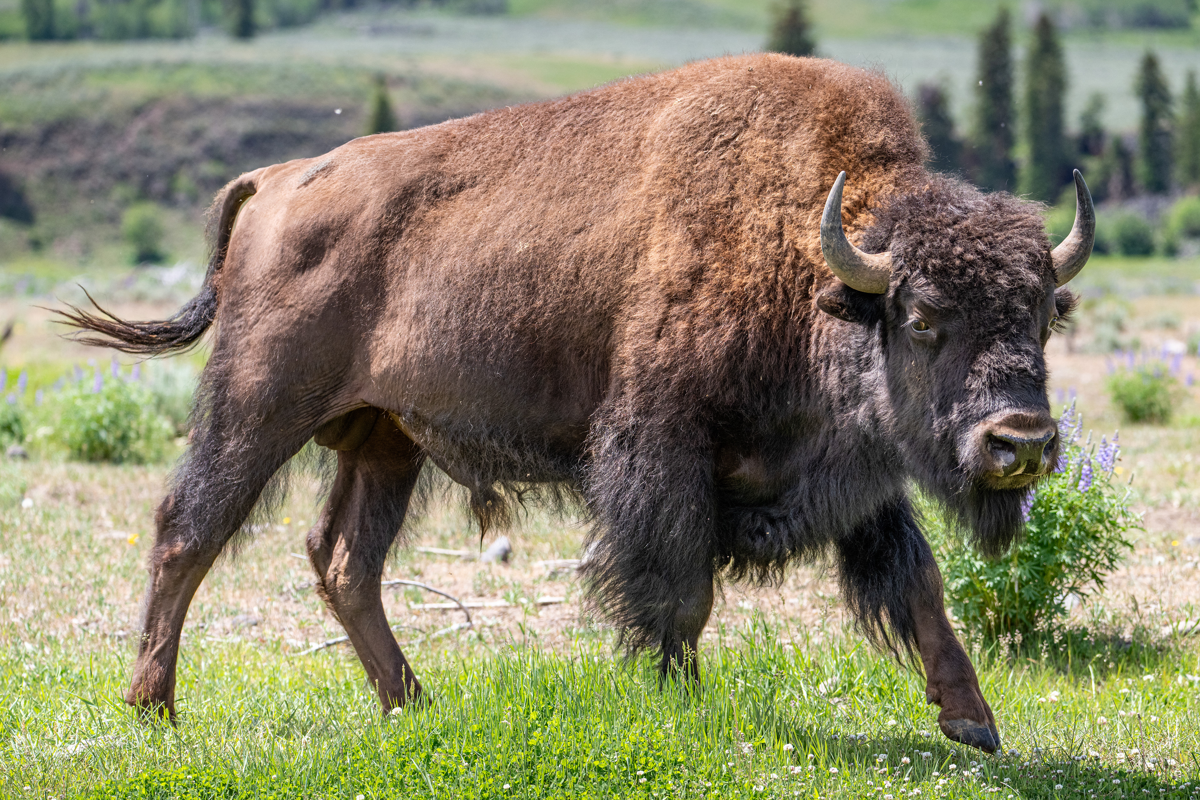 American Bison male, Yellowstone National Park, WY, USA.