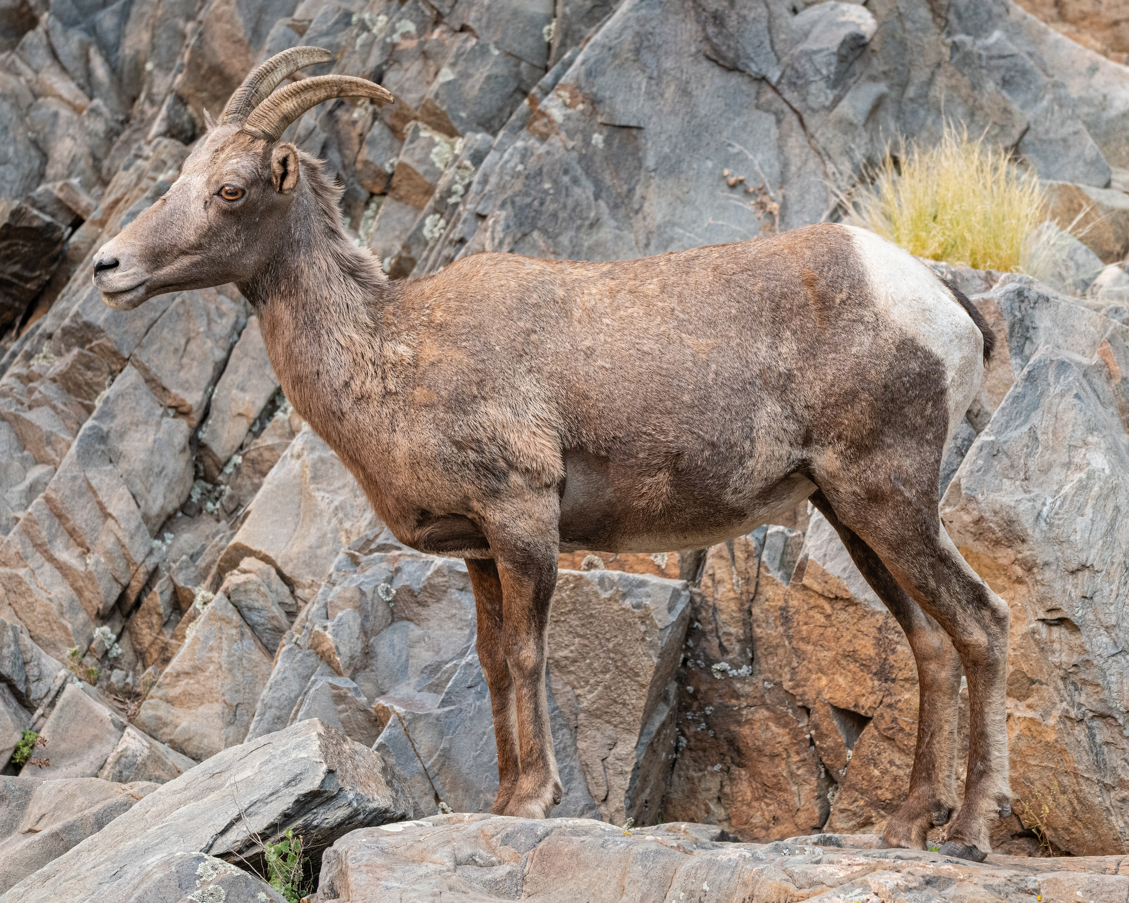 Bighorn Sheep, CO, USA.