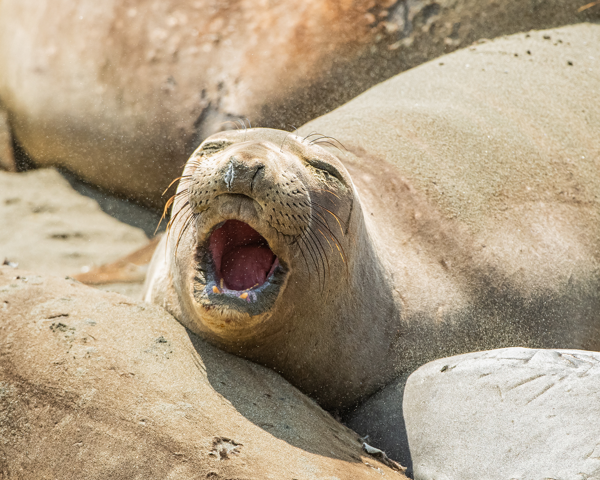 Elephant Seal, Morro Bay, California, USA.