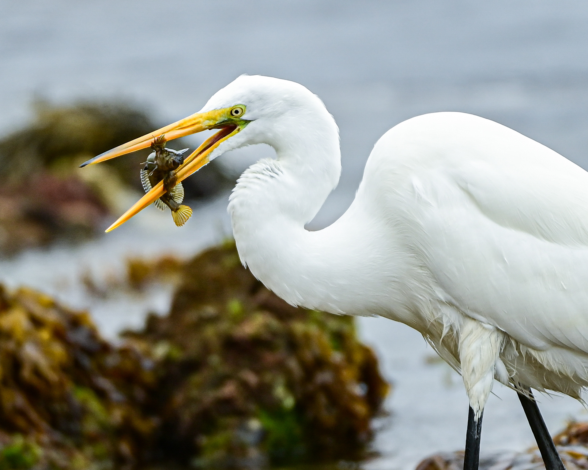 Great Egret, CA, USA.