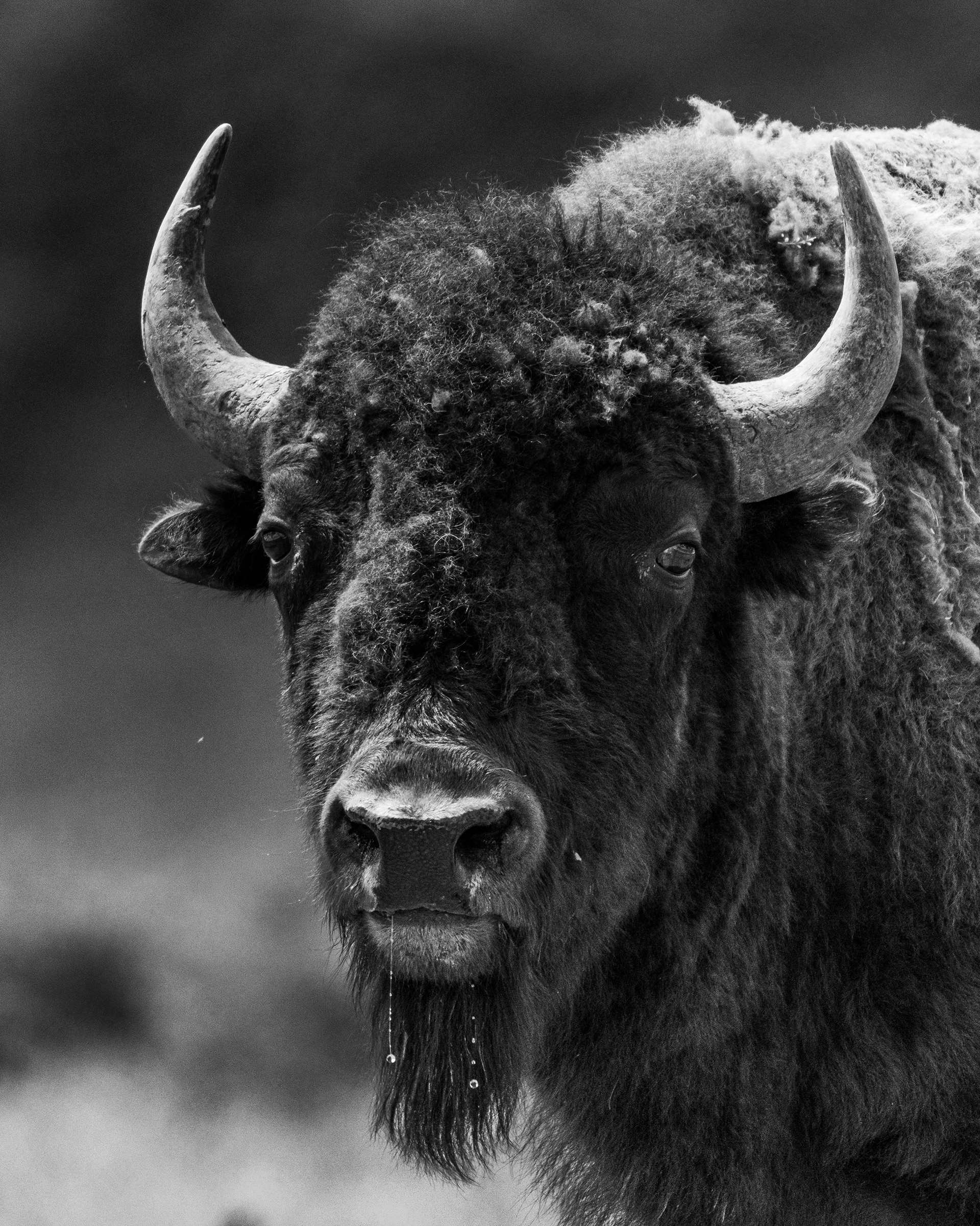 American Bison, Yellowstone National Park, WY, USA.