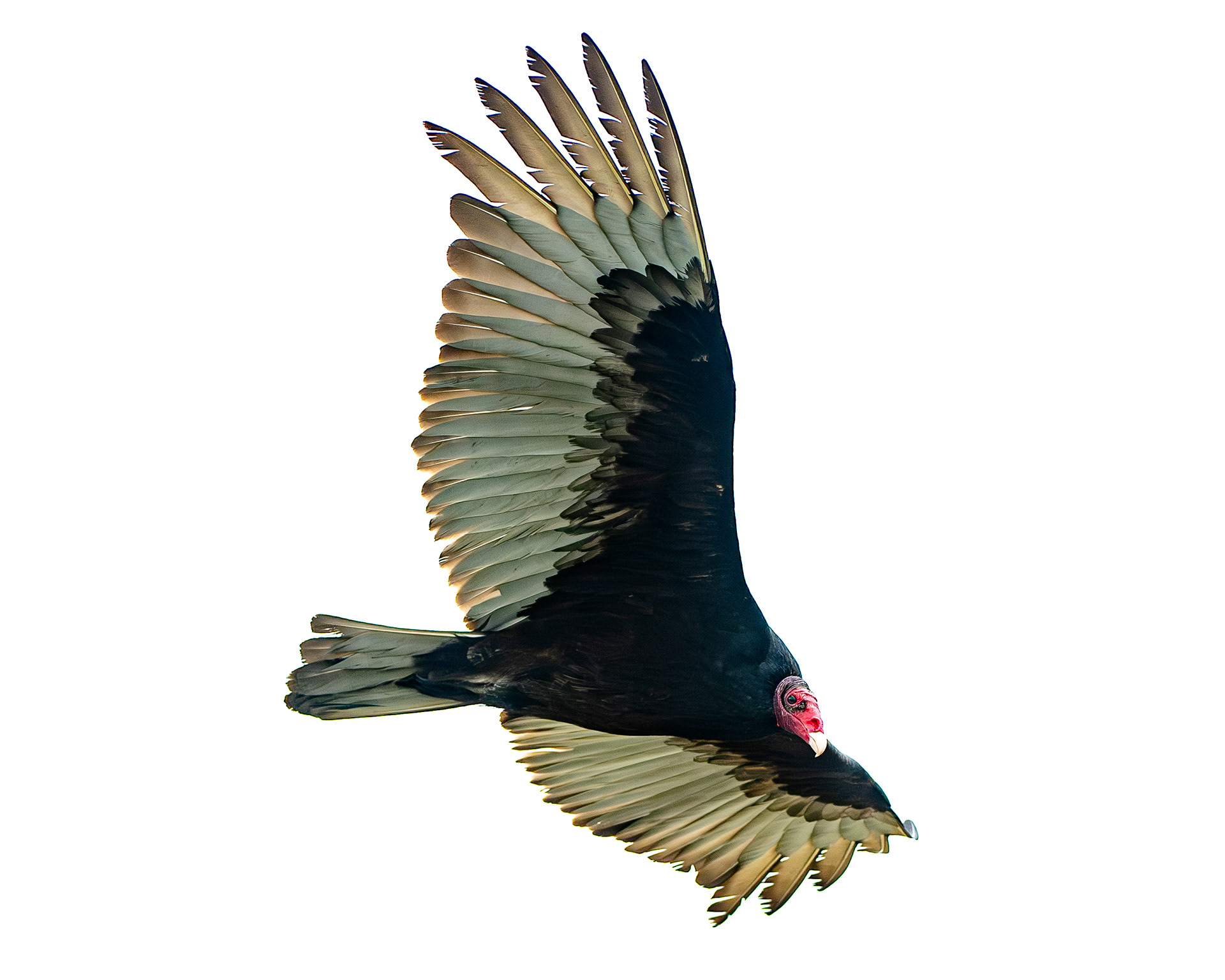 Turkey Vulture, Morro Bay, California, USA.