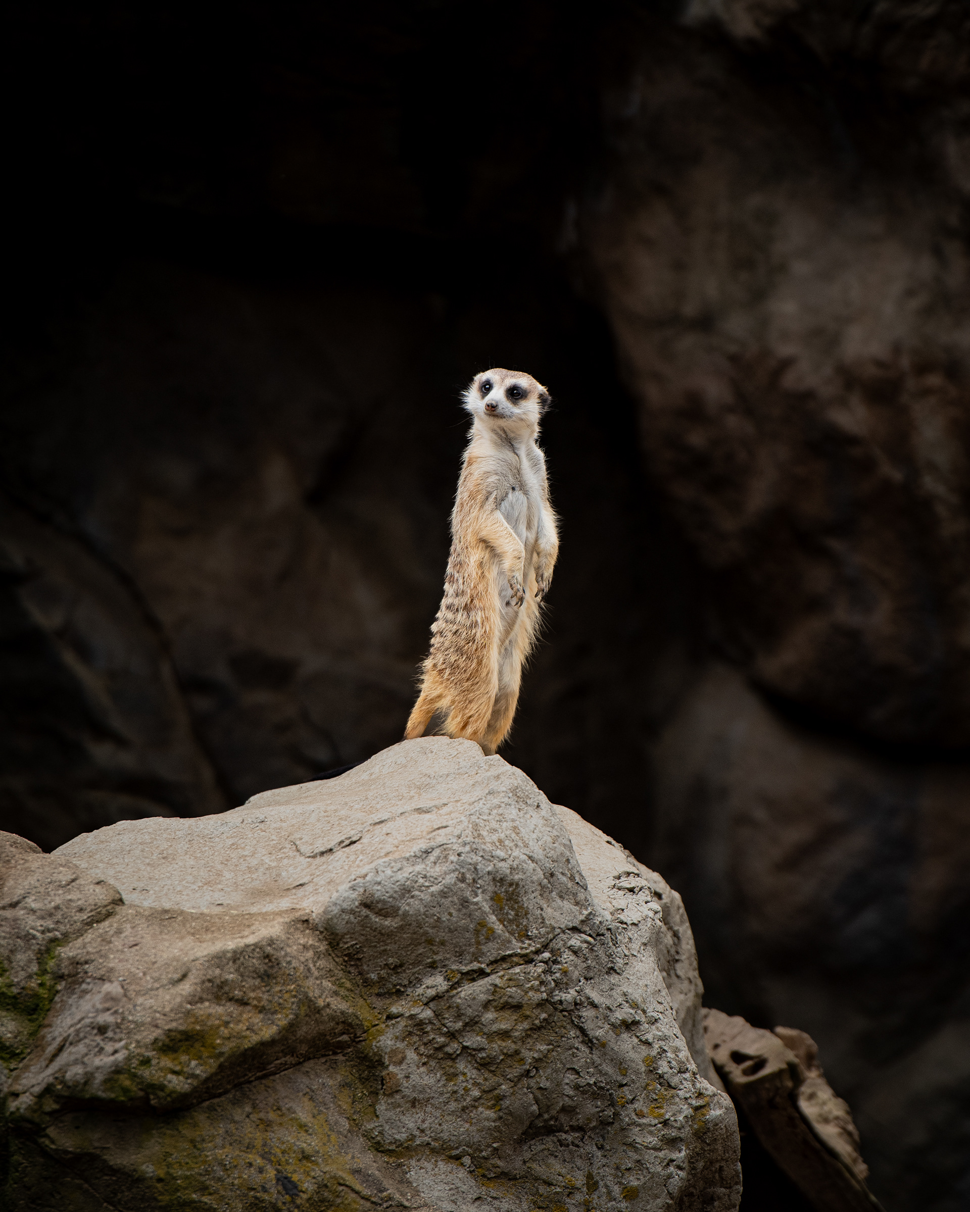 Meerkat, LA Zoo.