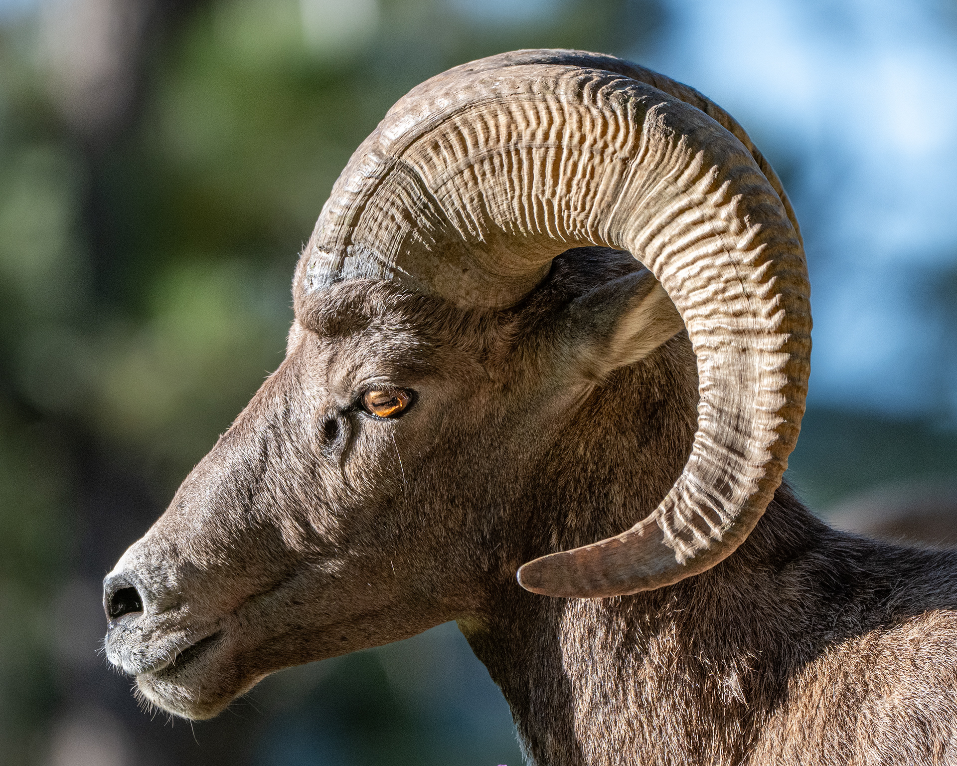 Bighorn Sheep (Ram), SD, USA.