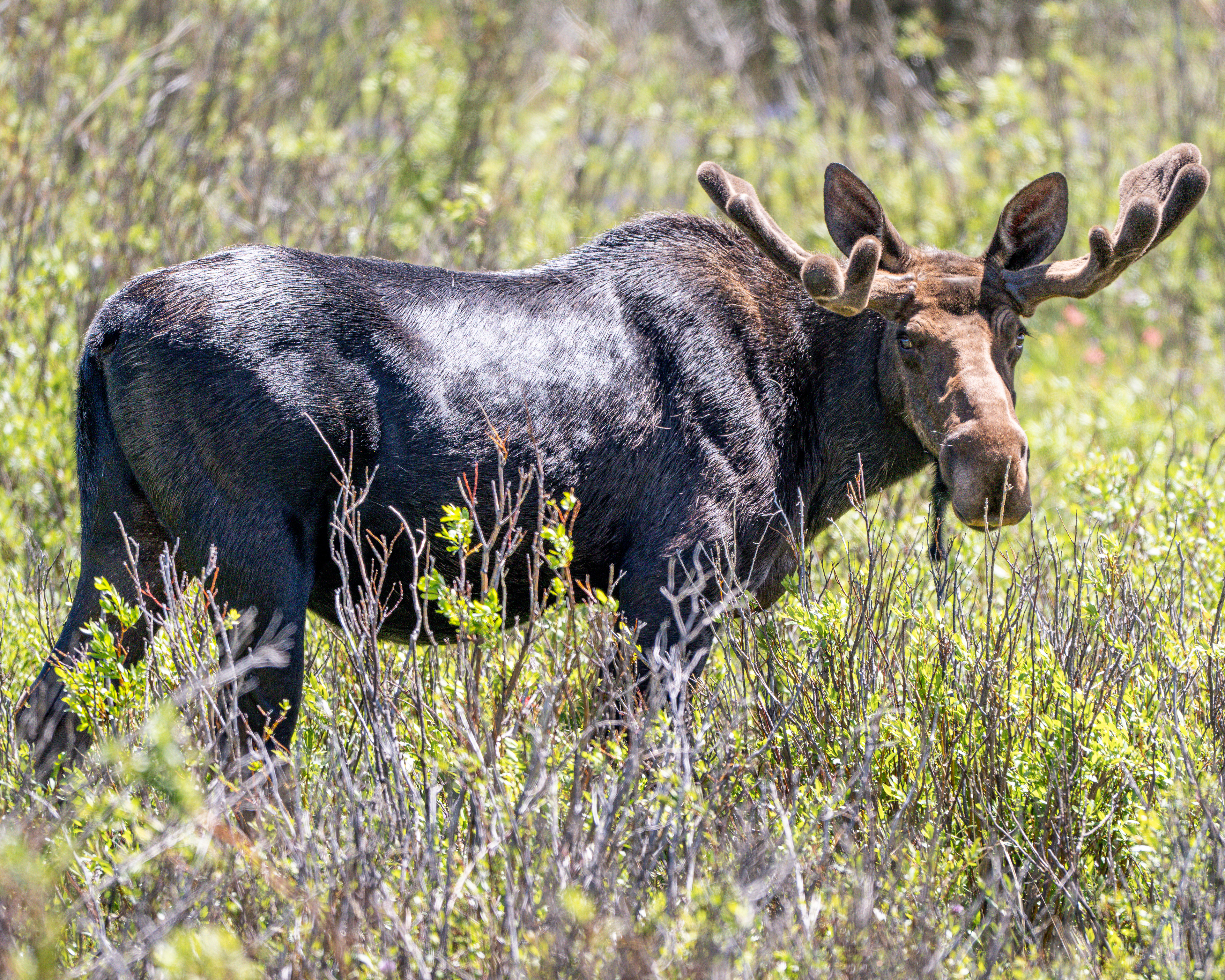Moose, Wyoming, USA.