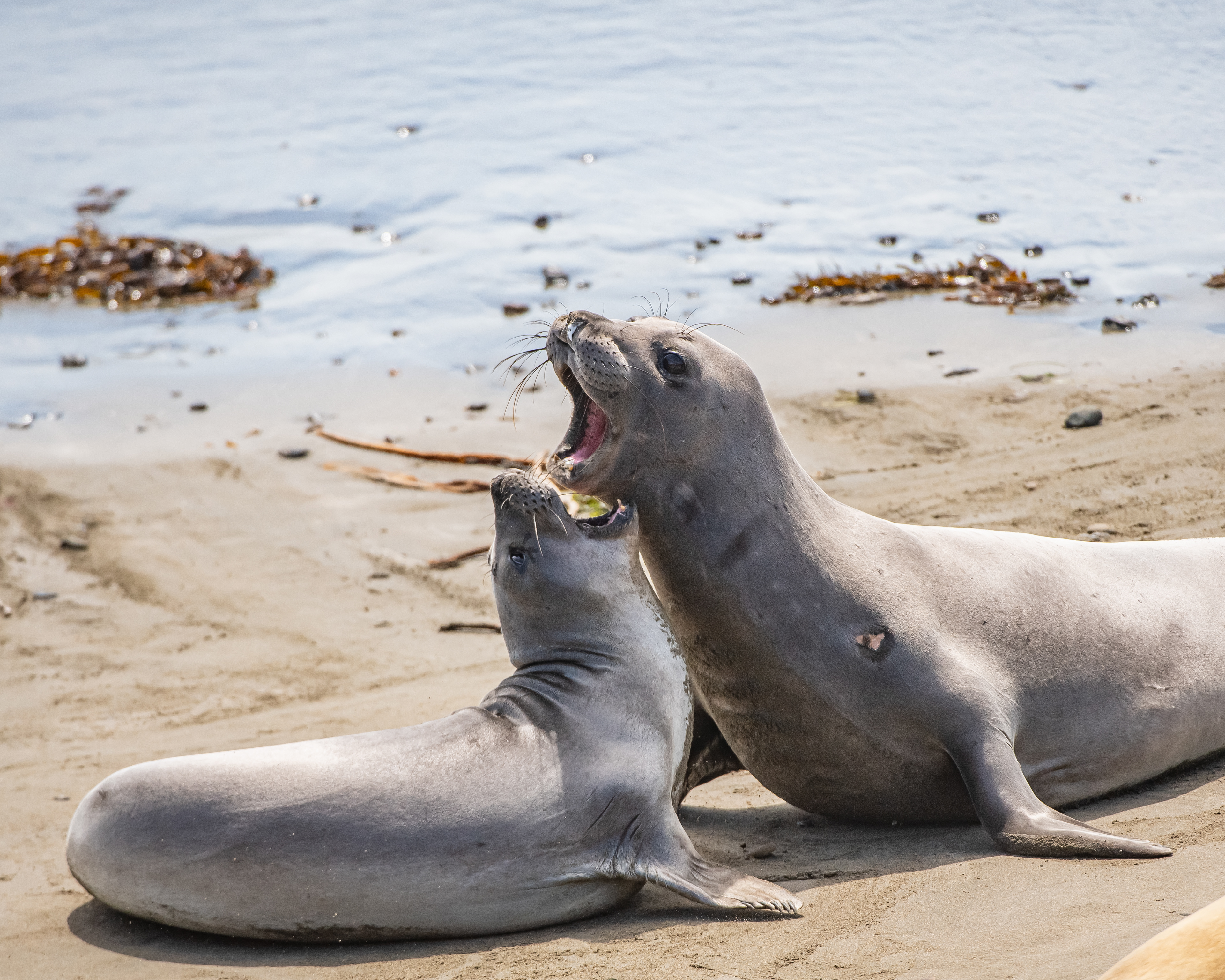 Elephant Seals, Morro Bay, California, USA.