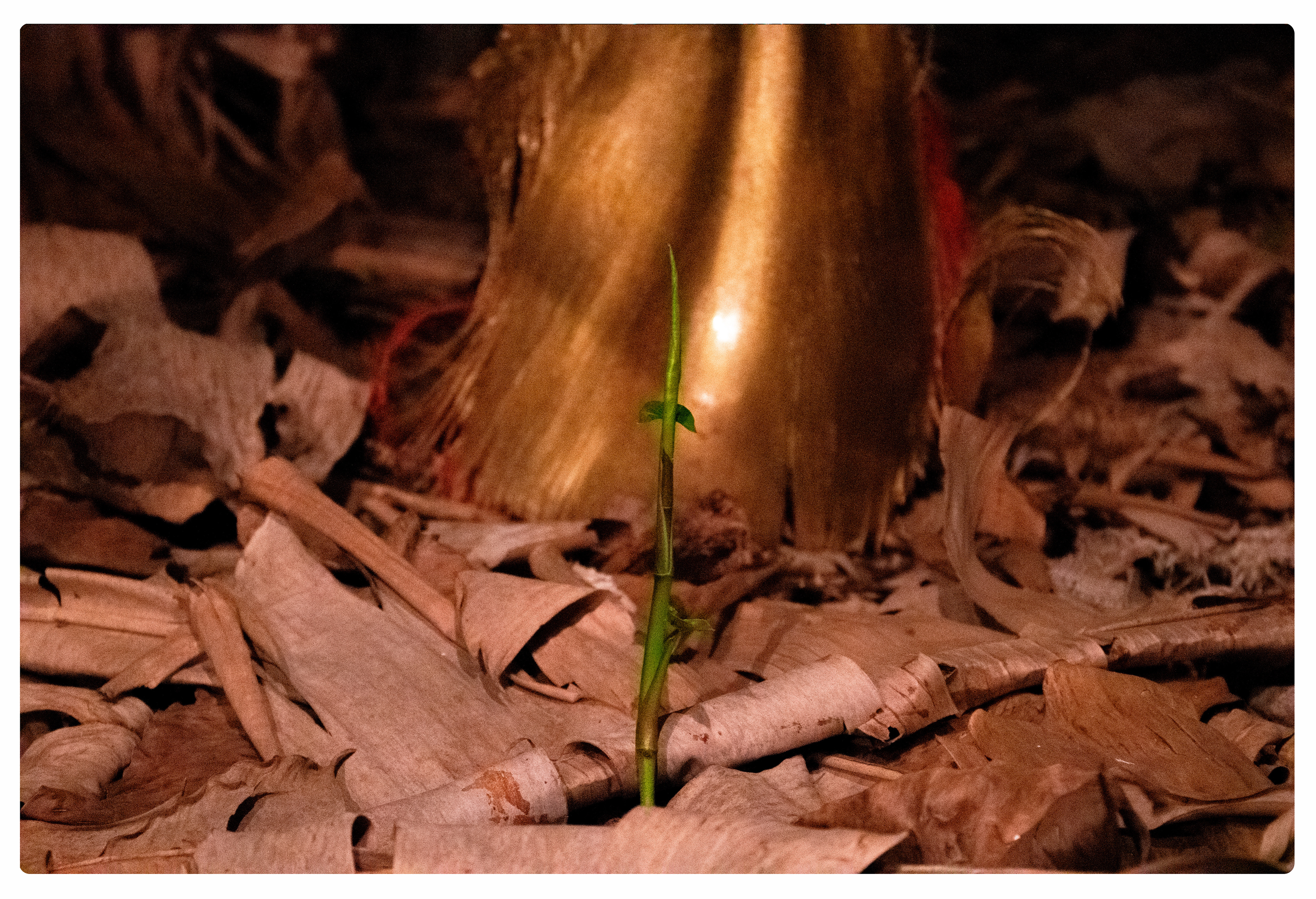 Silêncio… Germinar vem antes de brotar e broto é força. Força que acessa os planos inferiores da terra, onde os mistérios acontecem na semente. Que germina raiz, brota folha, brota força, resistente.