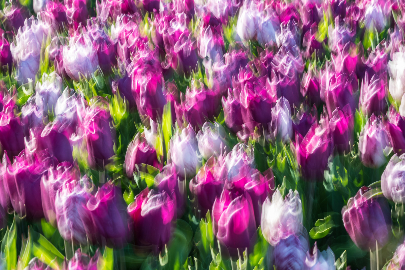 Tulip Fields