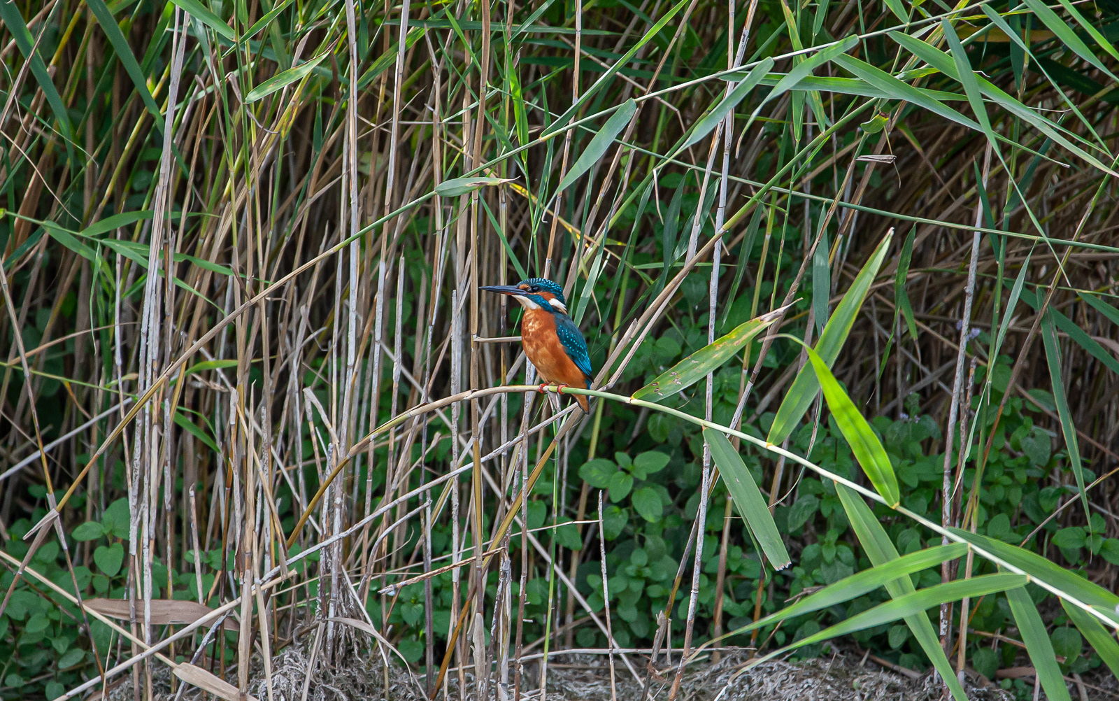 Waiting for the Next Catch