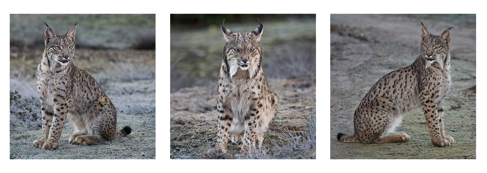 2nd - Wild Iberian Lynx - Paul SMith