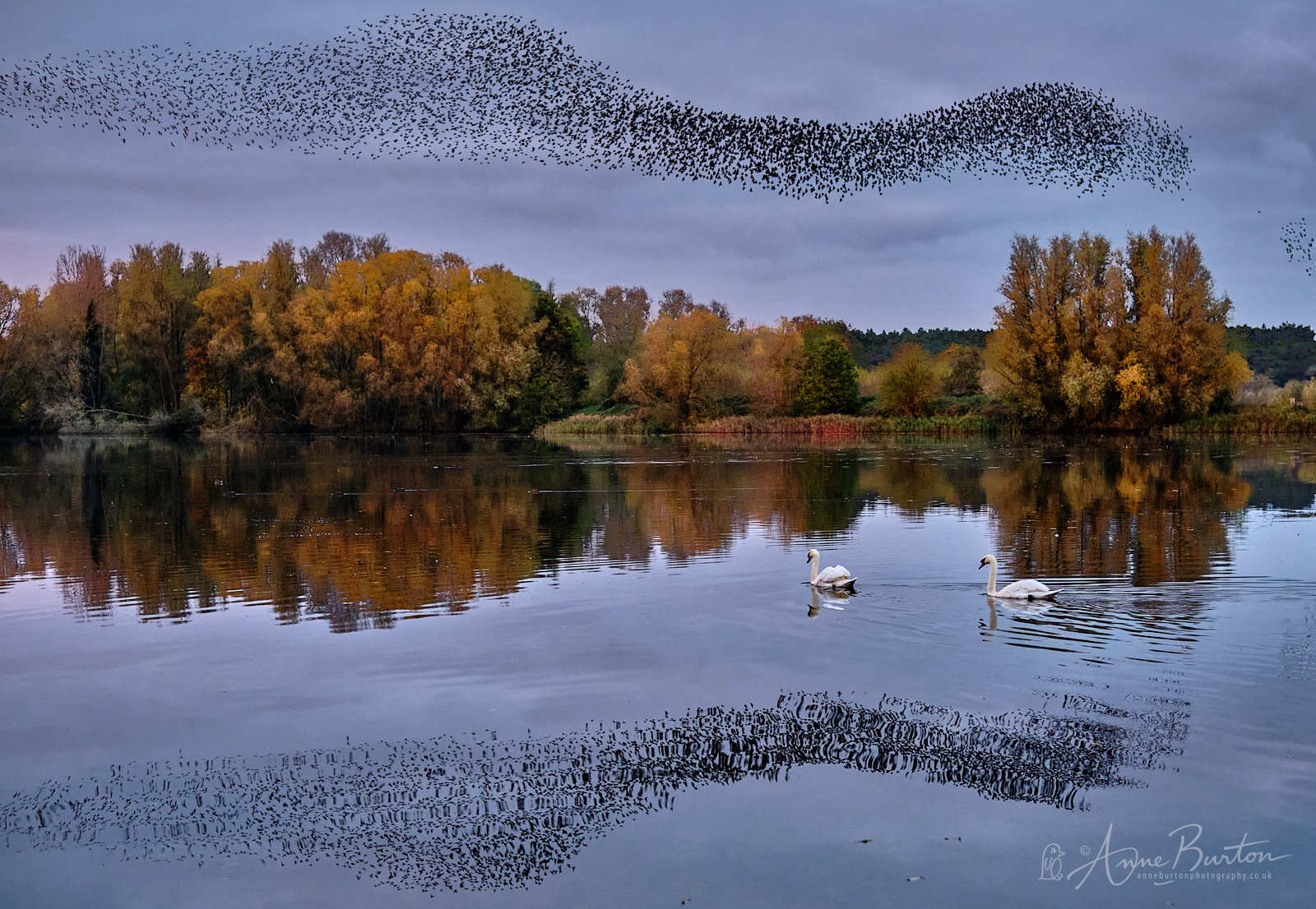 Murmuration at Lackford Lakes