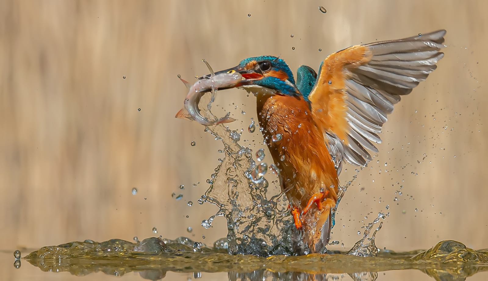 2nd - Kingfisher Emerging with Prey - Paul Smith