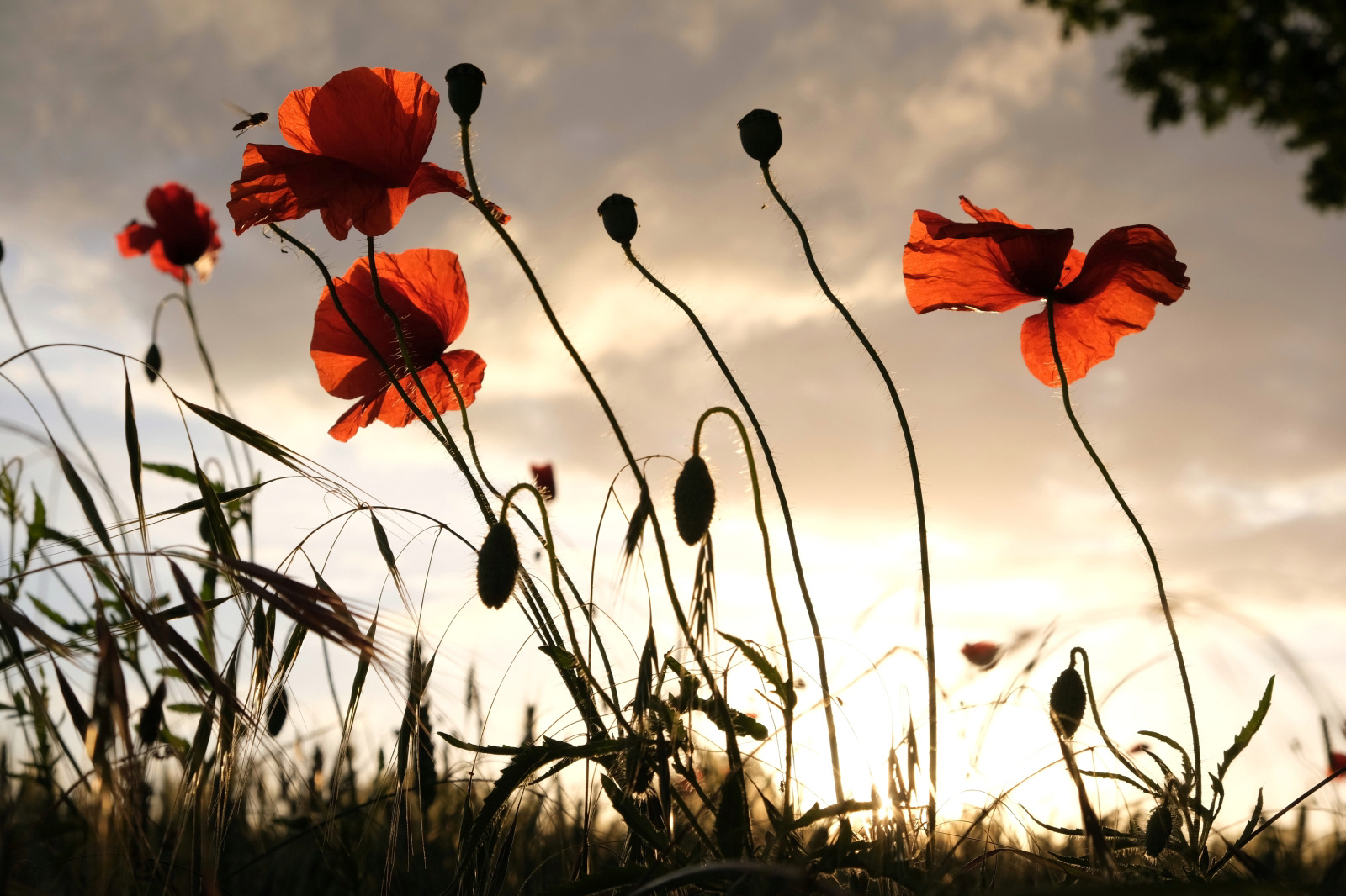 HC/1st INT - Poppies - Andrea Gillies