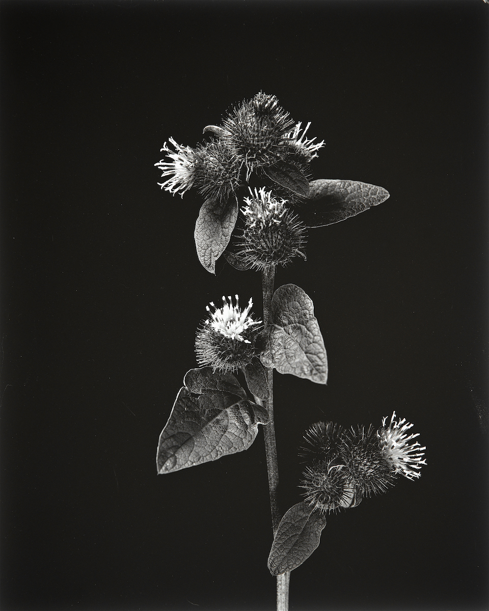 Burdock Arctium Minus