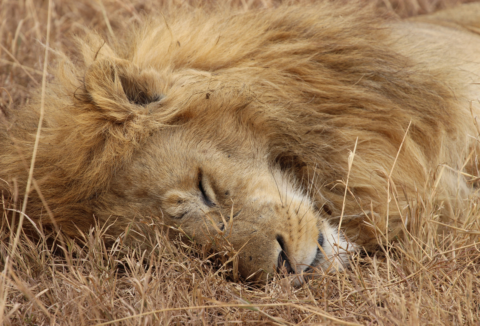 3rd INT - Sweet Dreams - Julie Moore