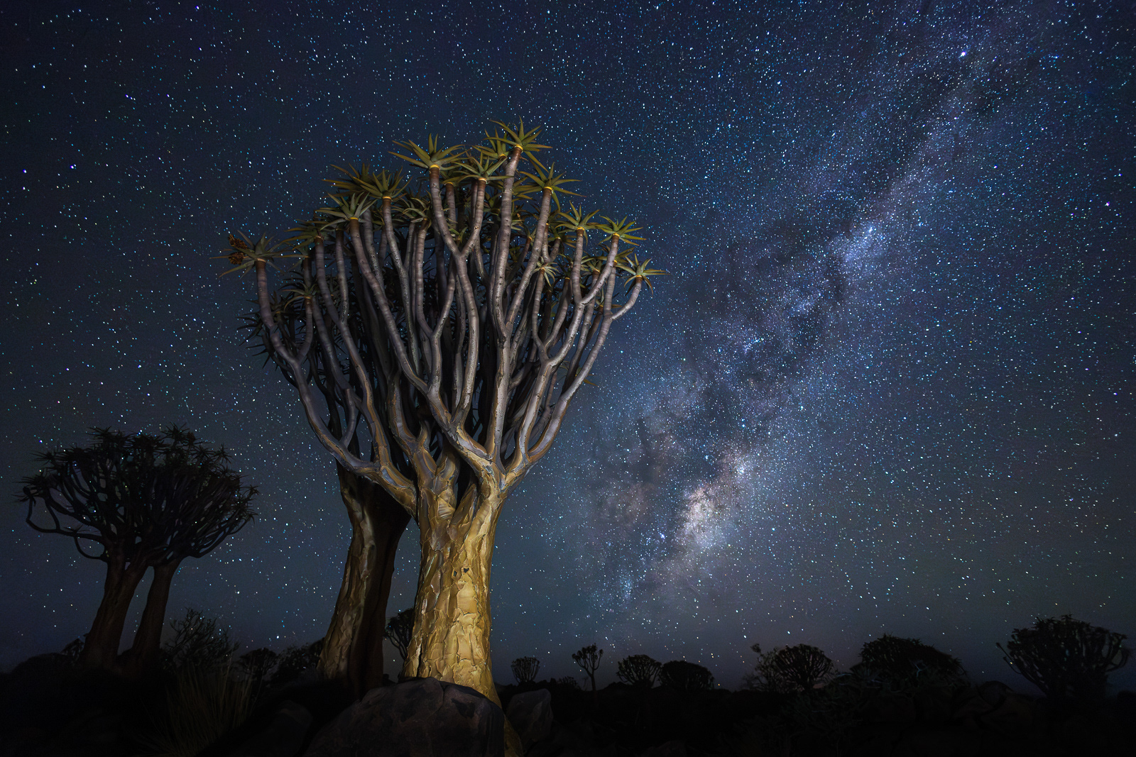 Quiver Trees at Midnight