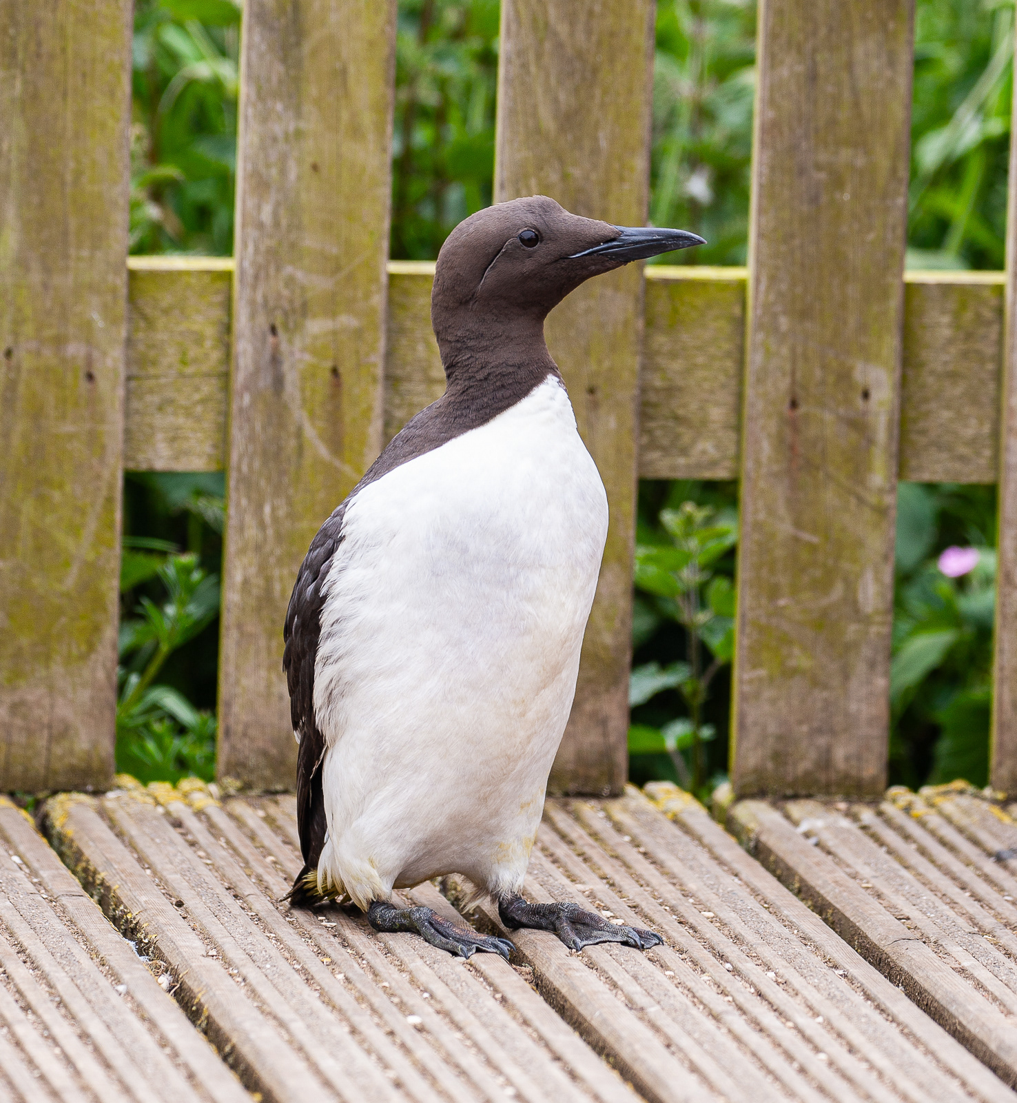 Guillimot Slightly Lost
