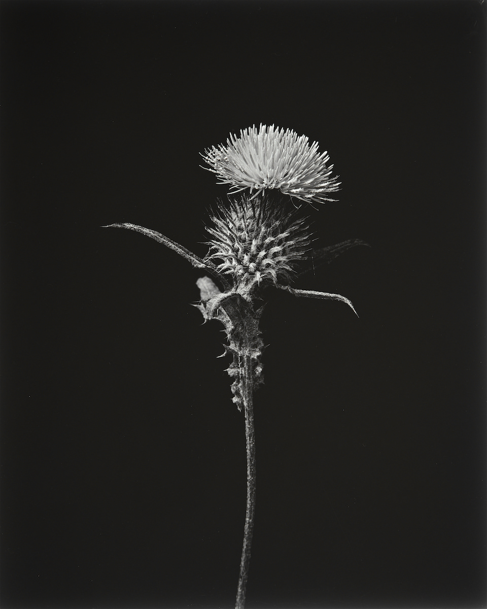 Spear Thistle, Cirsium Vulgare