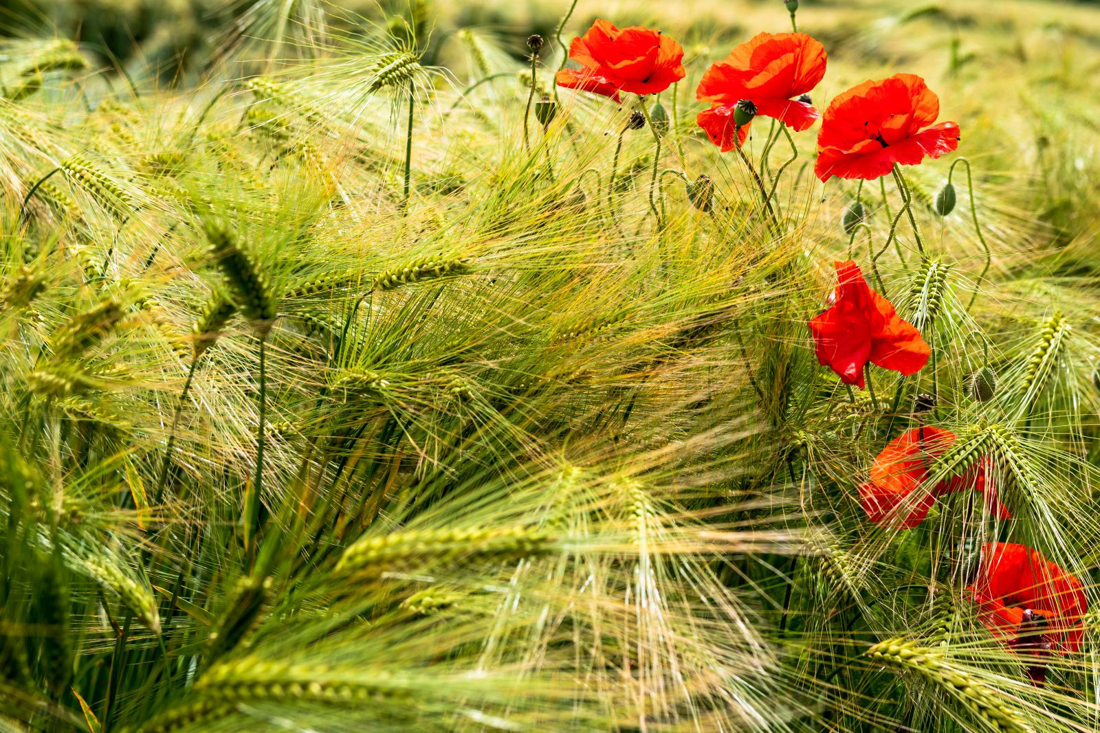 Poppies & Barley