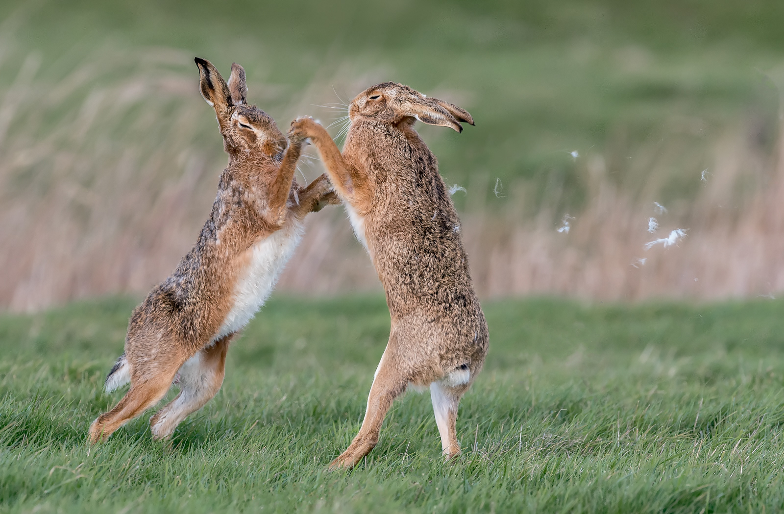 Boxing Hares and Flying Fur