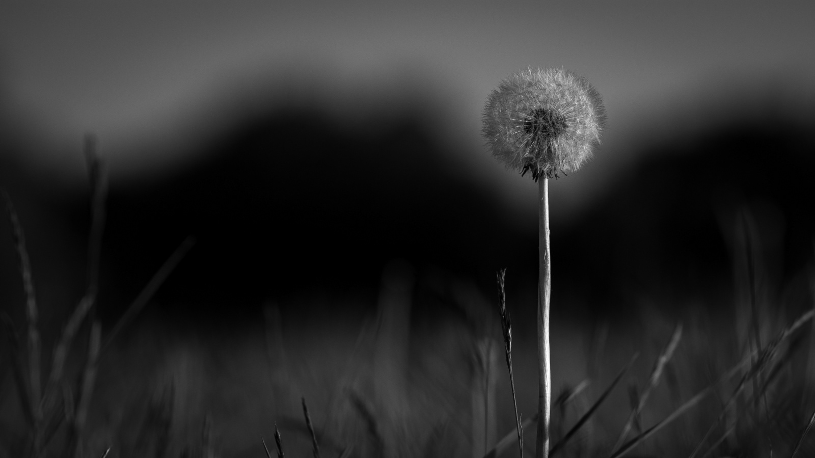2nd - Dandelion in Mono - Rober Salisbury