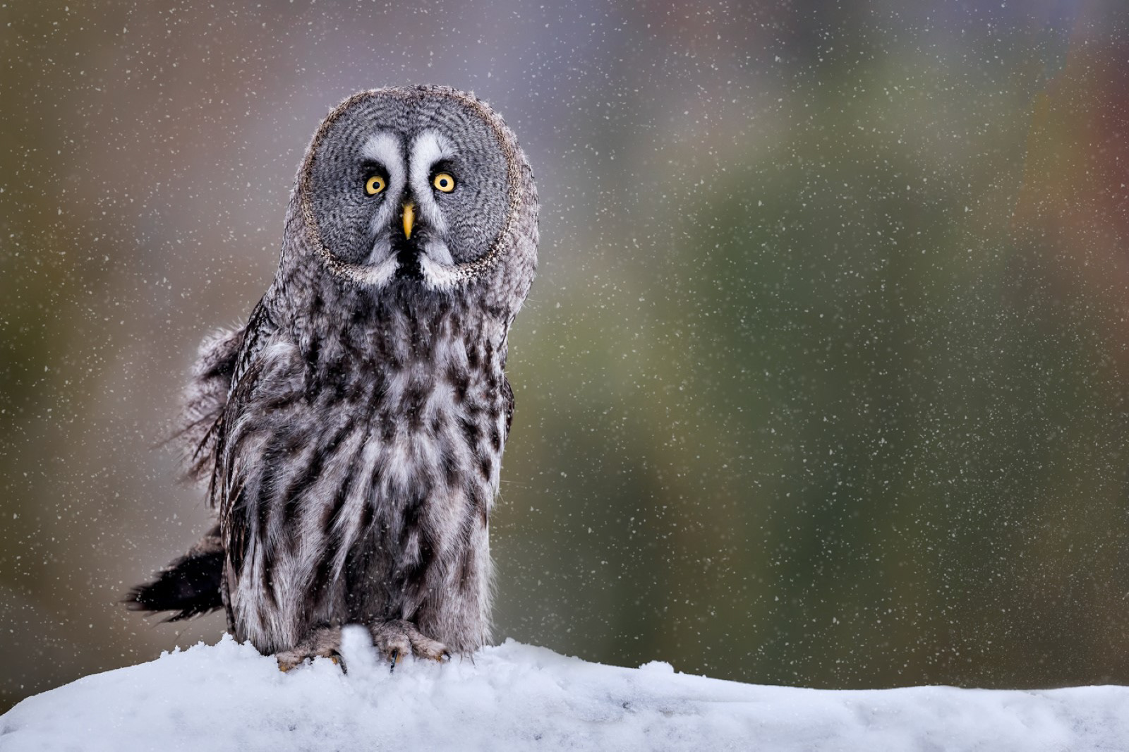 Great Grey Owl in Snowfall