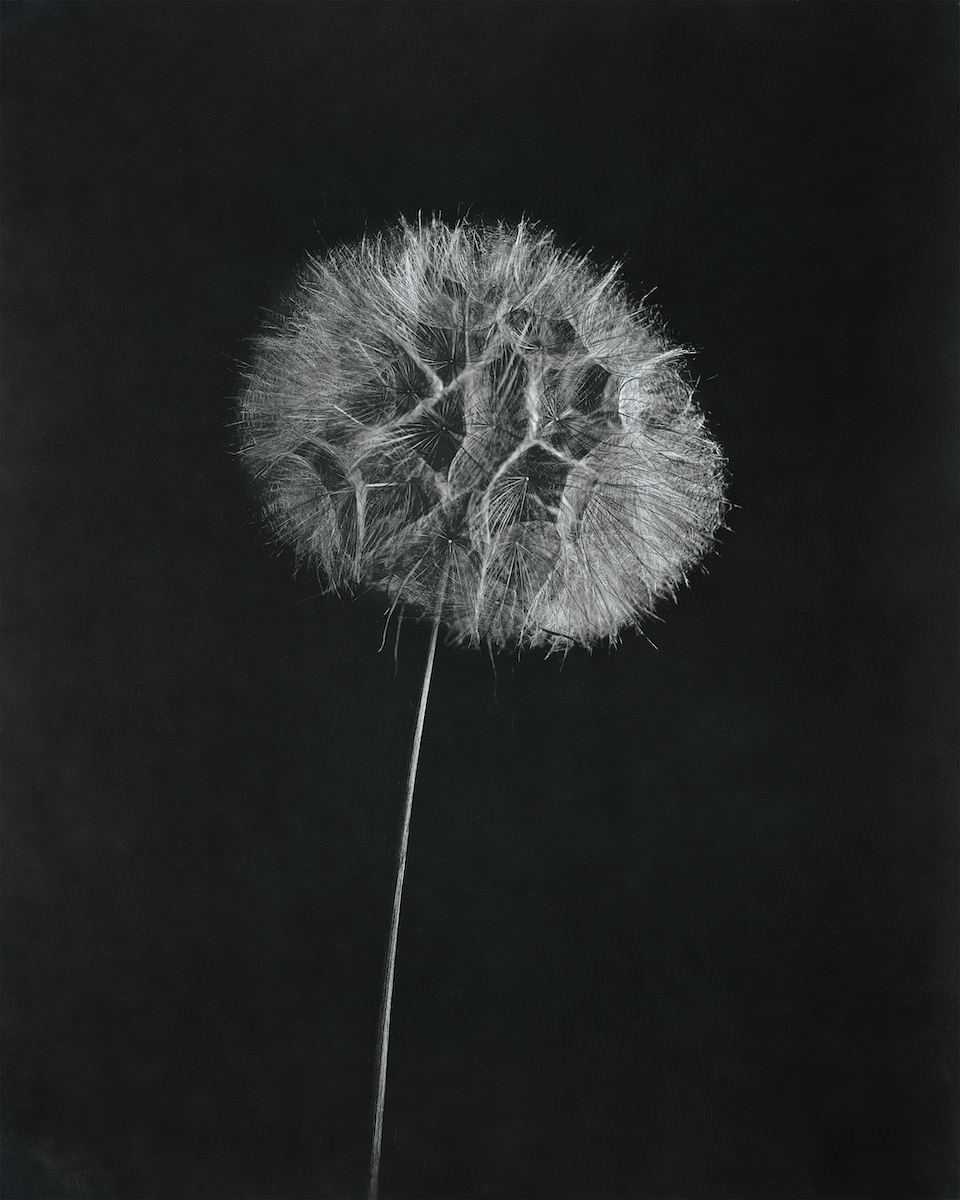 Goat's Beard, Tragopogon Pratensis