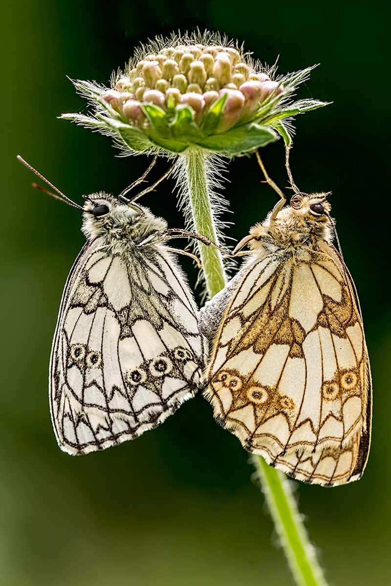 Marbled Whites on Scabious