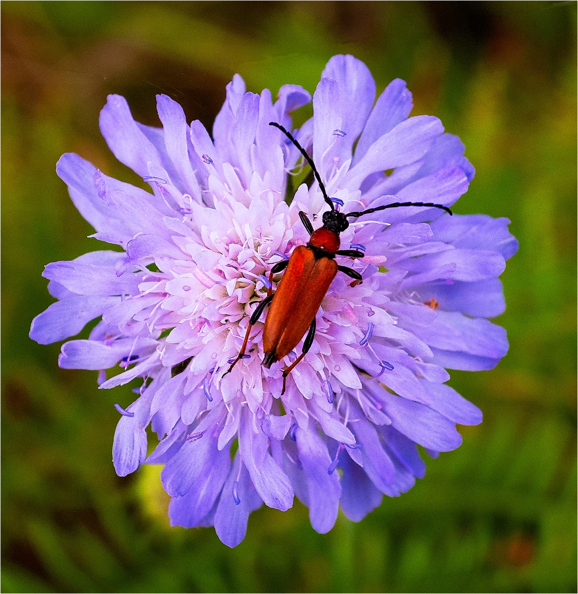 3rd - Longhorn Beetle on Scabious - Charles Phillips