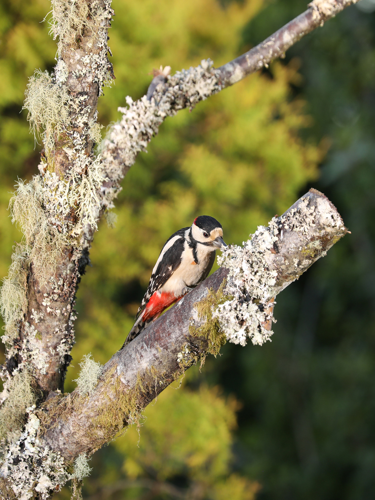 Woodpecker