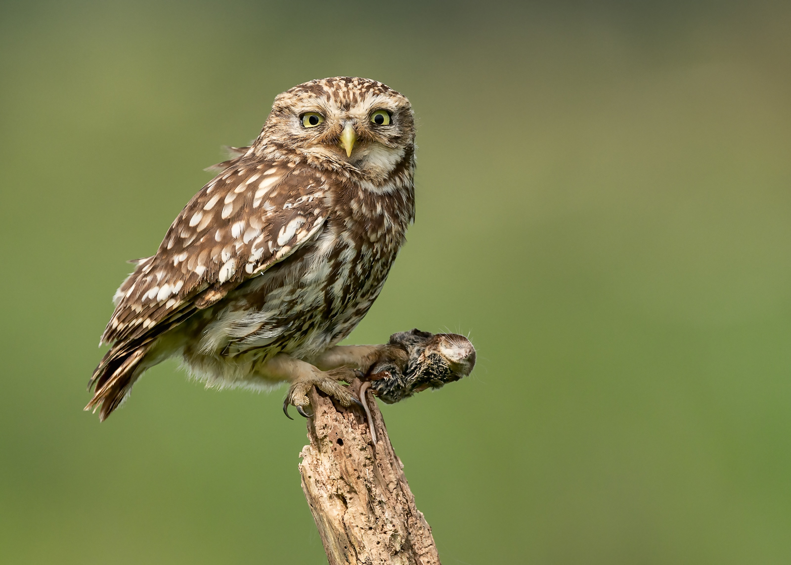 Little Owl with Common Shrew