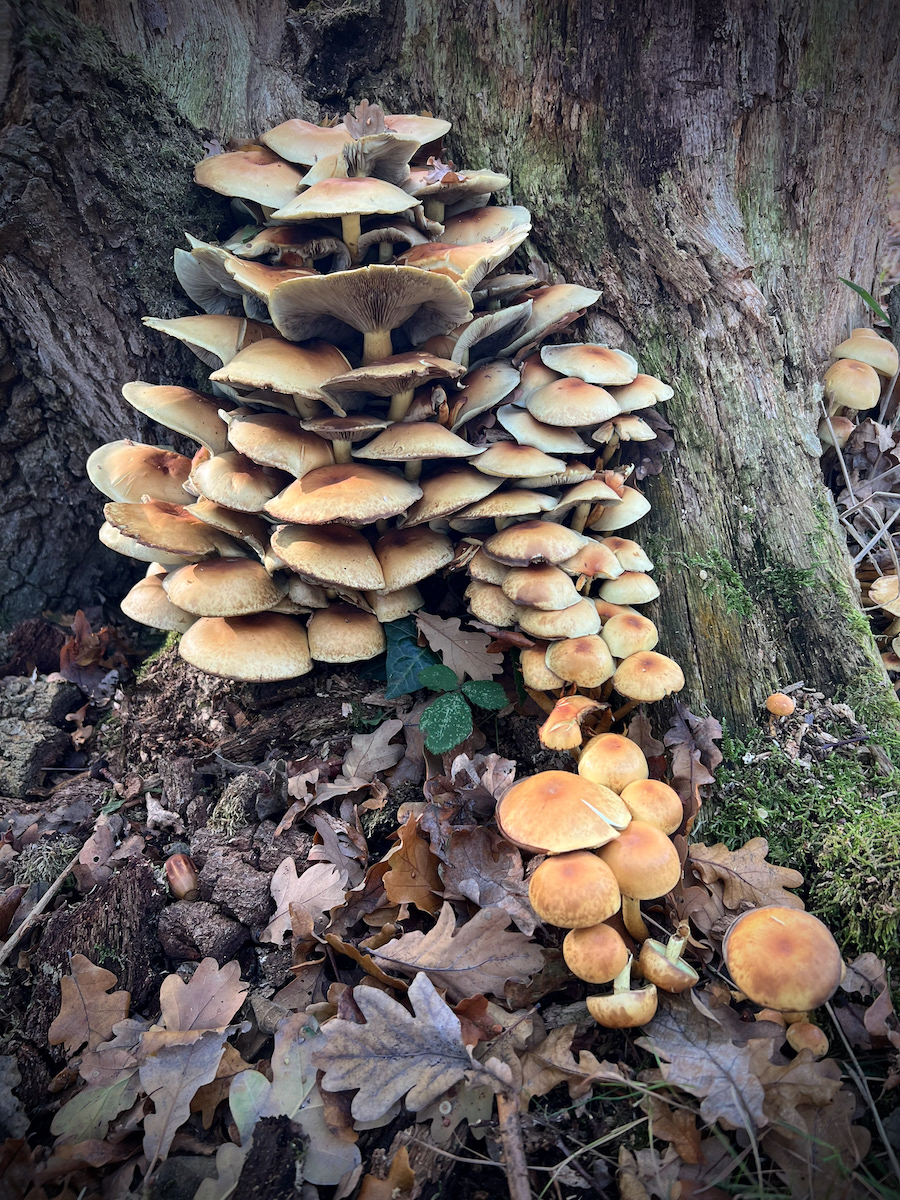 3rd INT - Sulpher Tuft - John Robinson