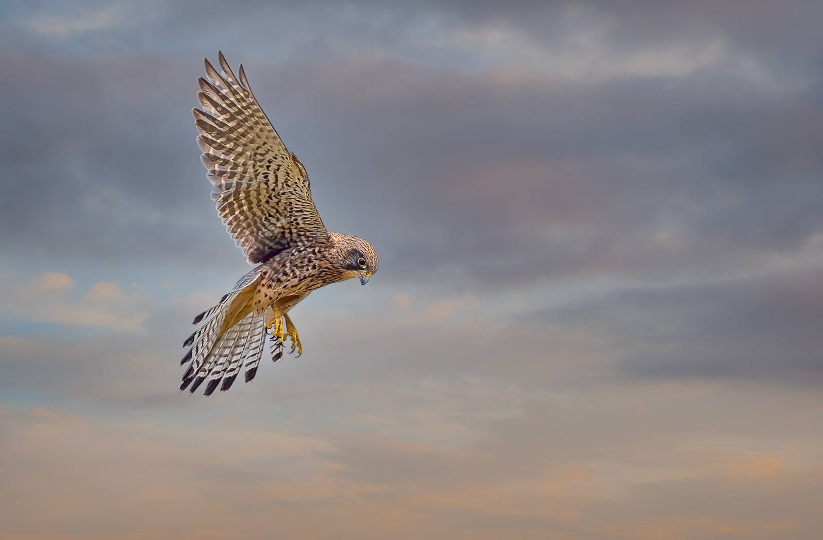 3rd - Hovering Kestrel - Paul Smith
