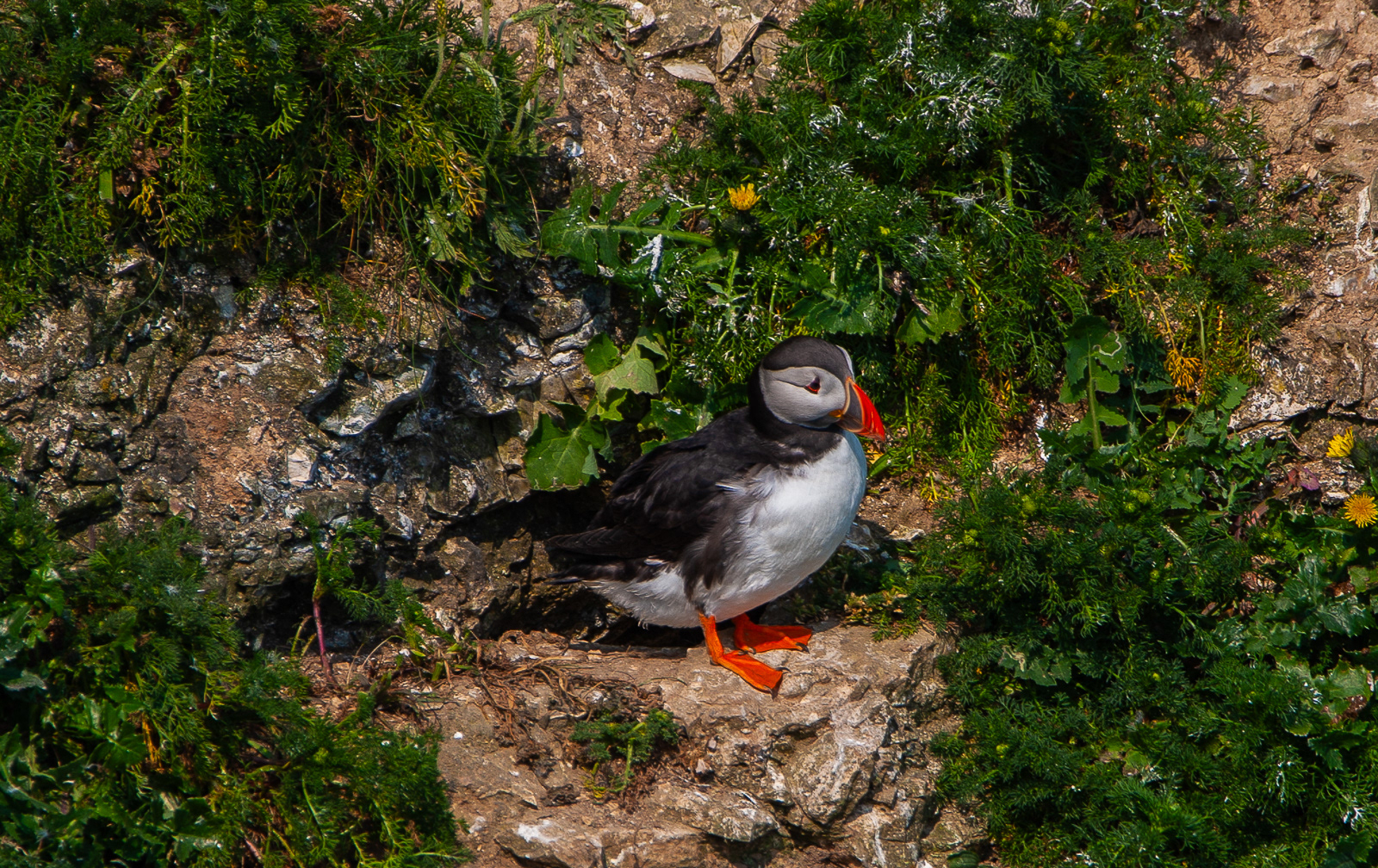 Puffin in the Sun
