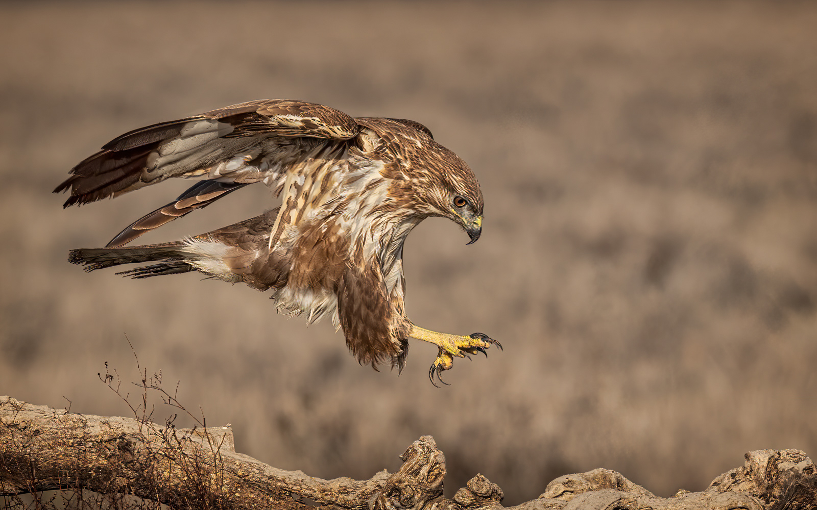1st - Incoming Buzzard - Paul Smith