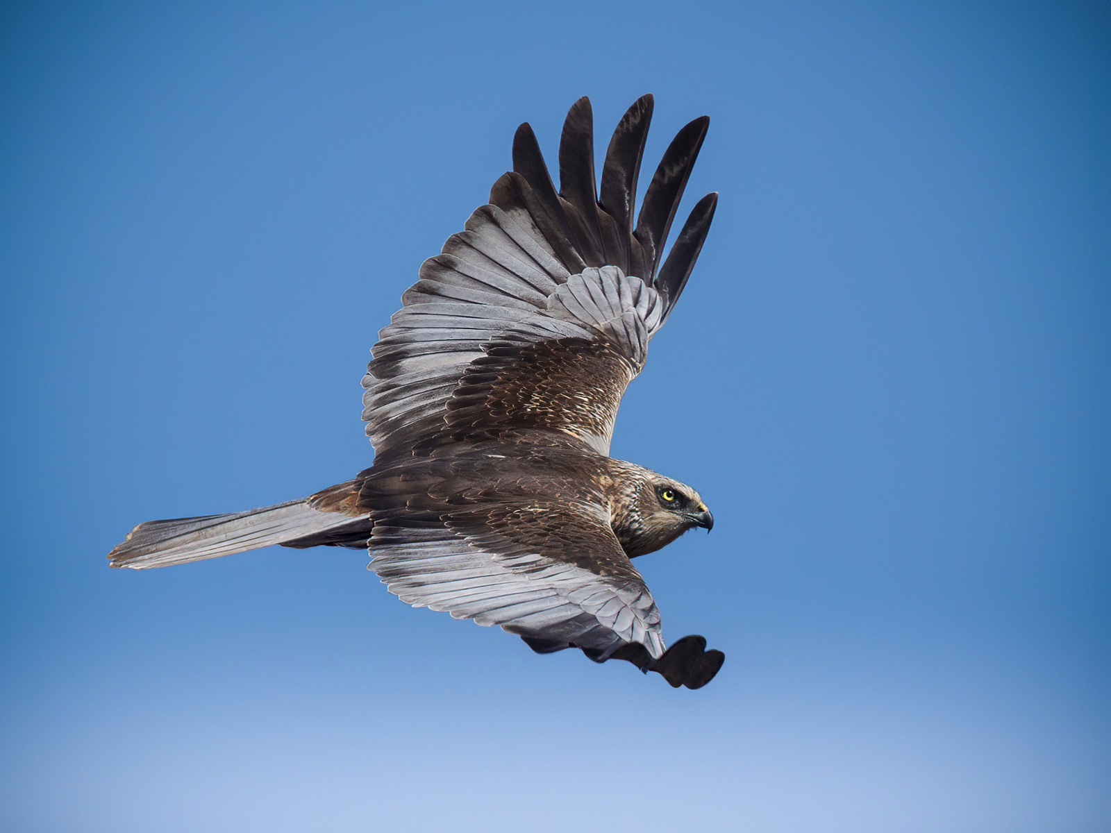 Marsh Harrier