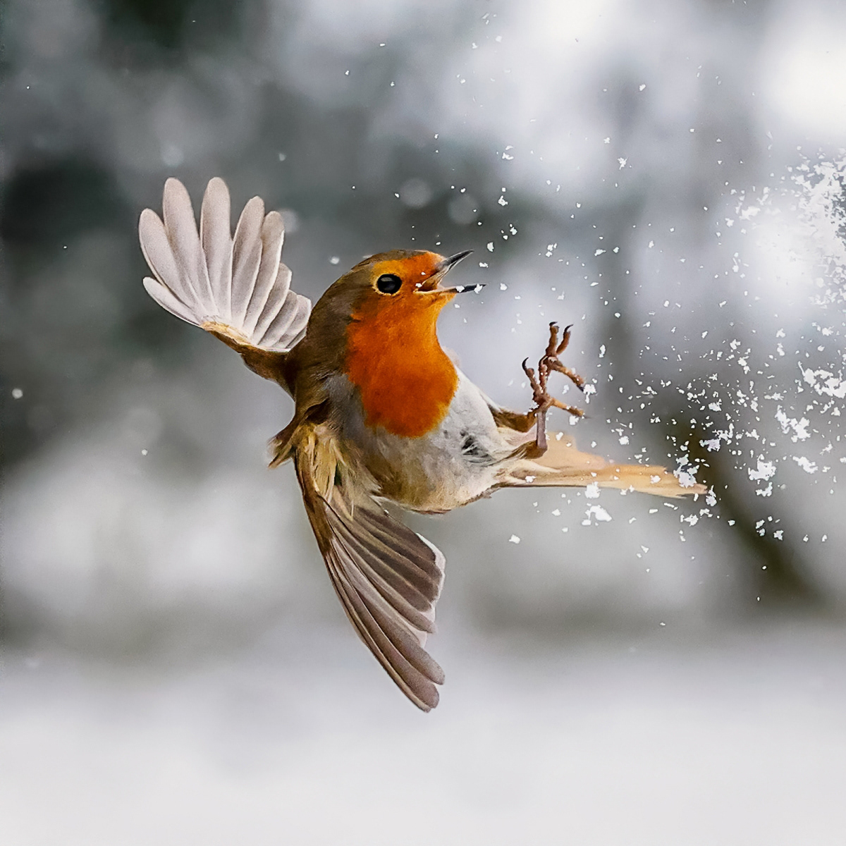 HC - Robin Enjoying the Snow - Ivor Ottley