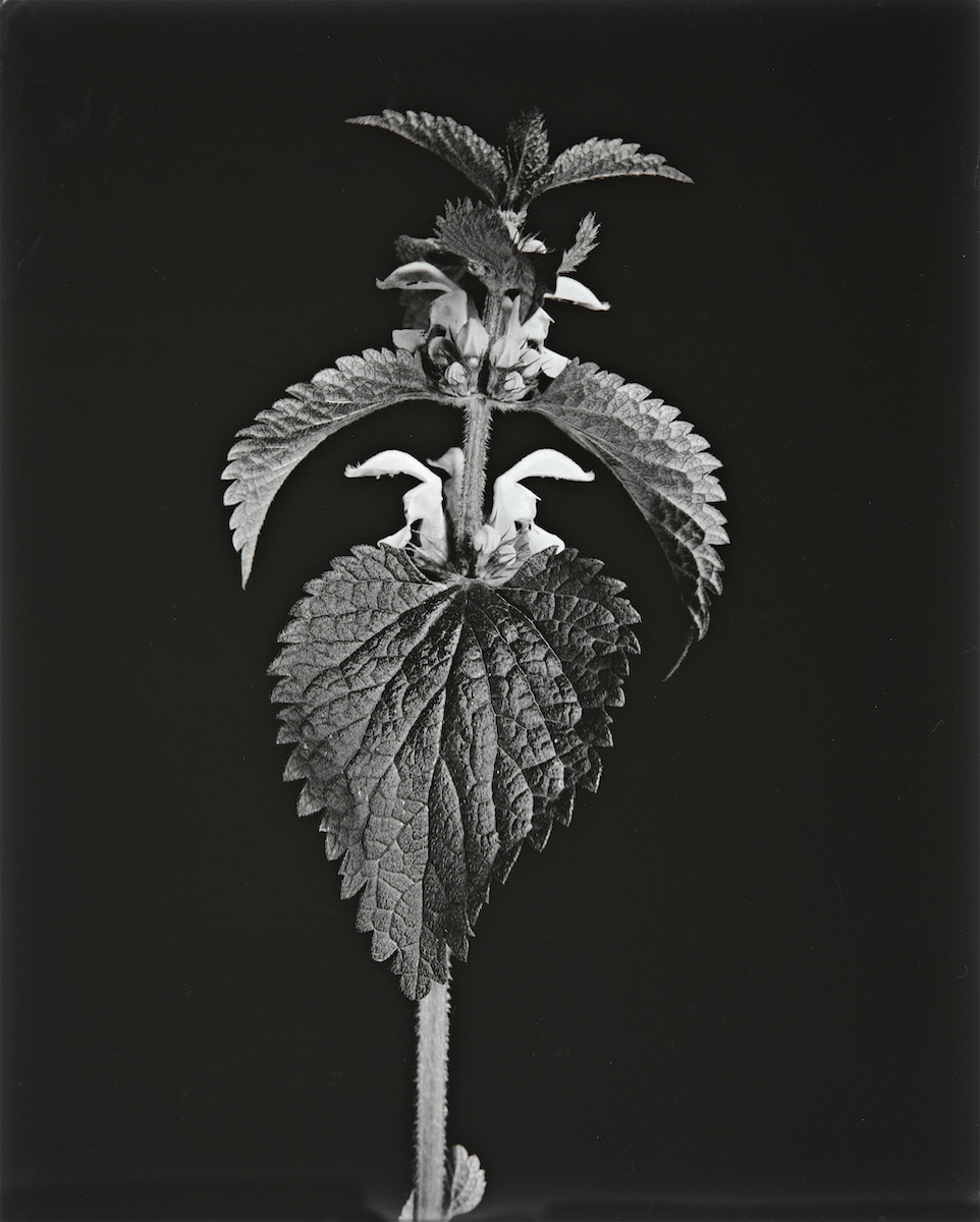 White Deadnettle, Lamium Album