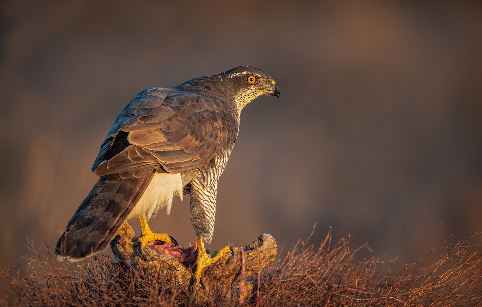 1st - Wild Goshawk with Rabbit Kill - Paul Smith