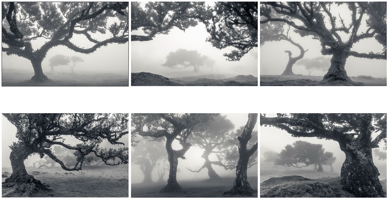 1st - The ENchanted Wood - Justin Minns